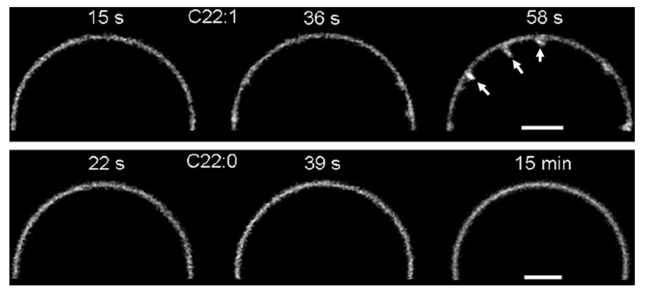 Molecules 26 03299 g006
