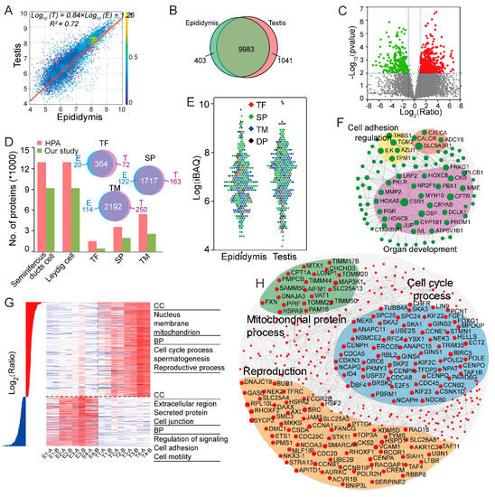 A Multi-Omics Study of Human Testis and Epididymis