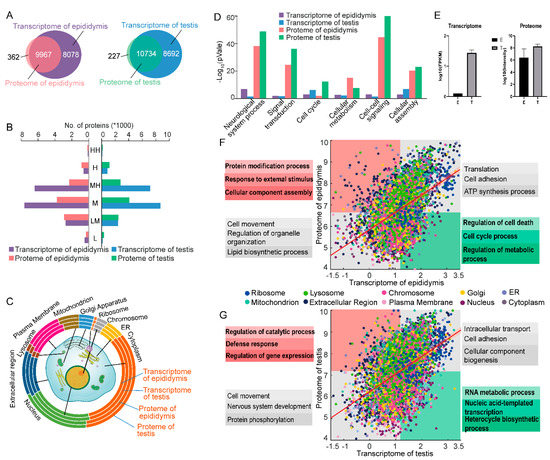 A Multi-Omics Study of Human Testis and Epididymis