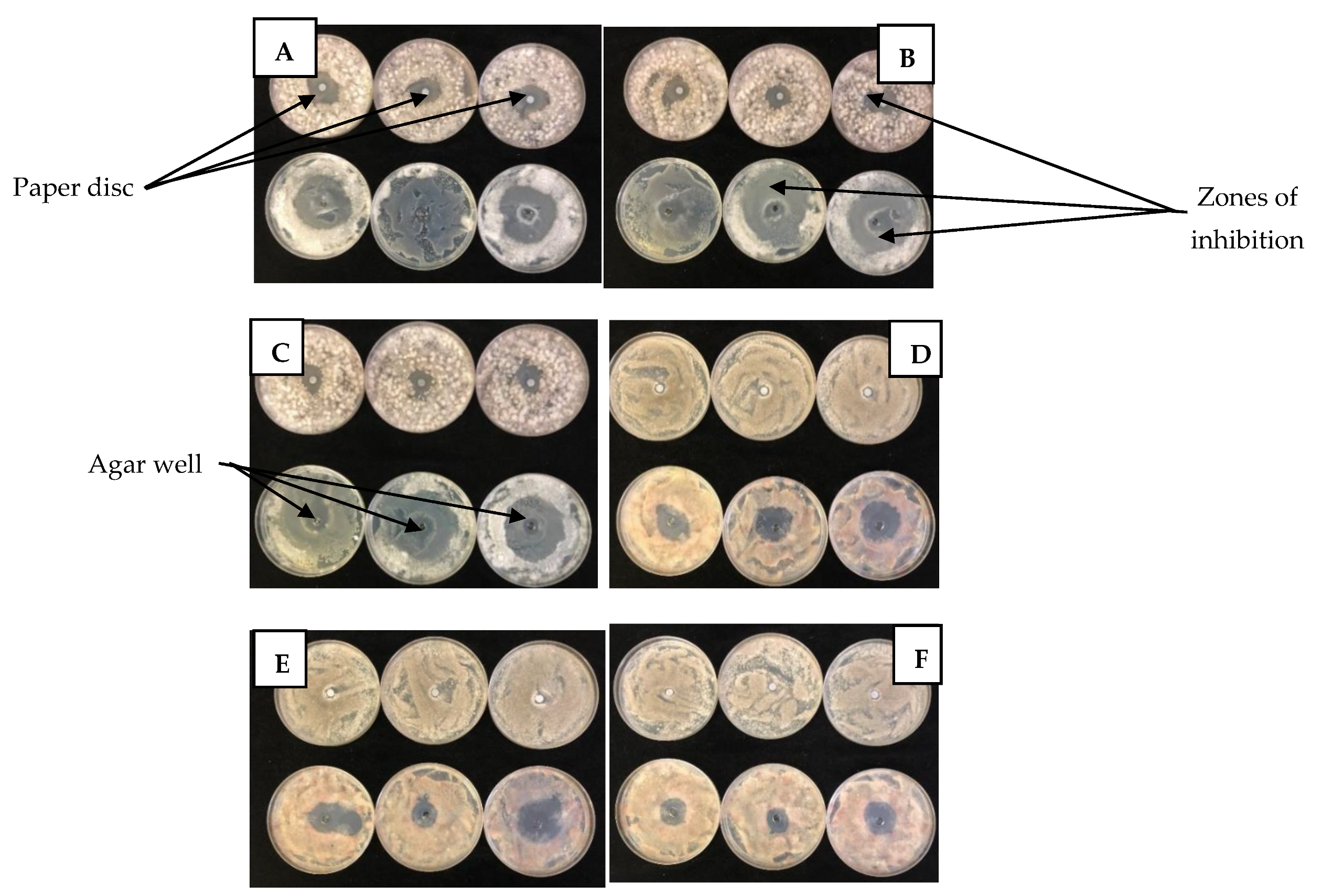Molecules 26 03367 g007 Molecules 26 03367 g007