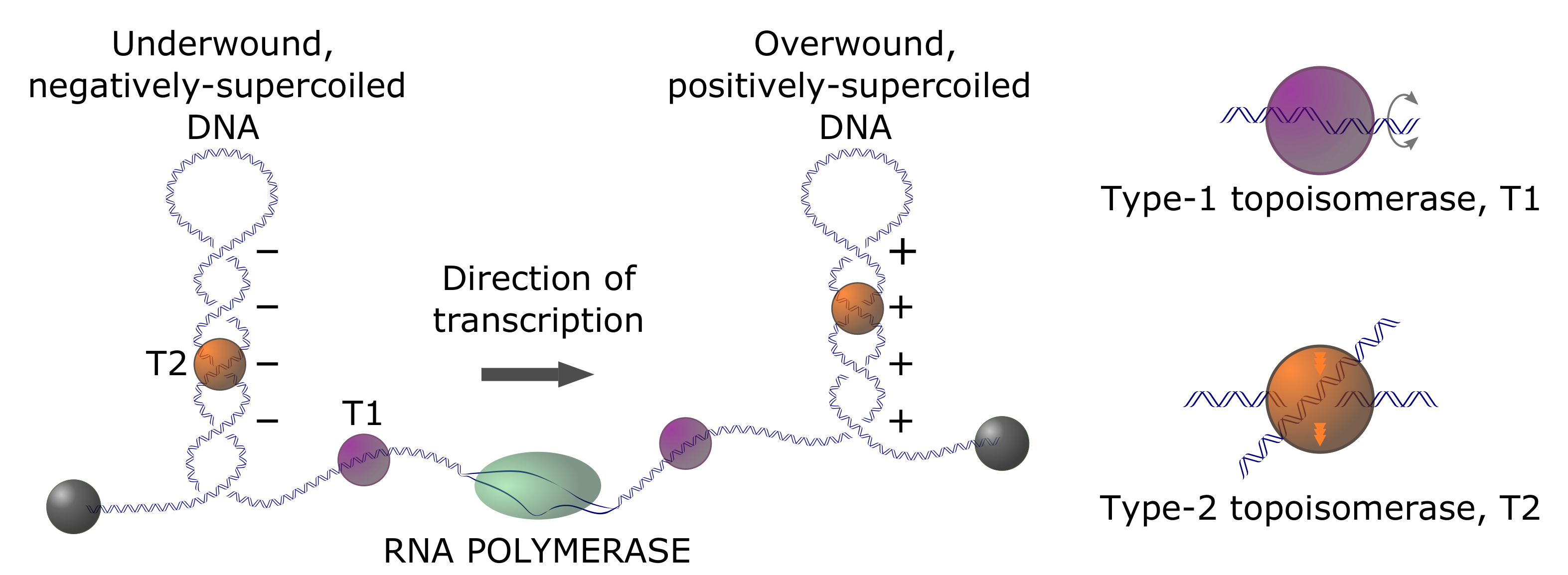 Molecules 26 03375 g003 Molecules 26 03375 g003