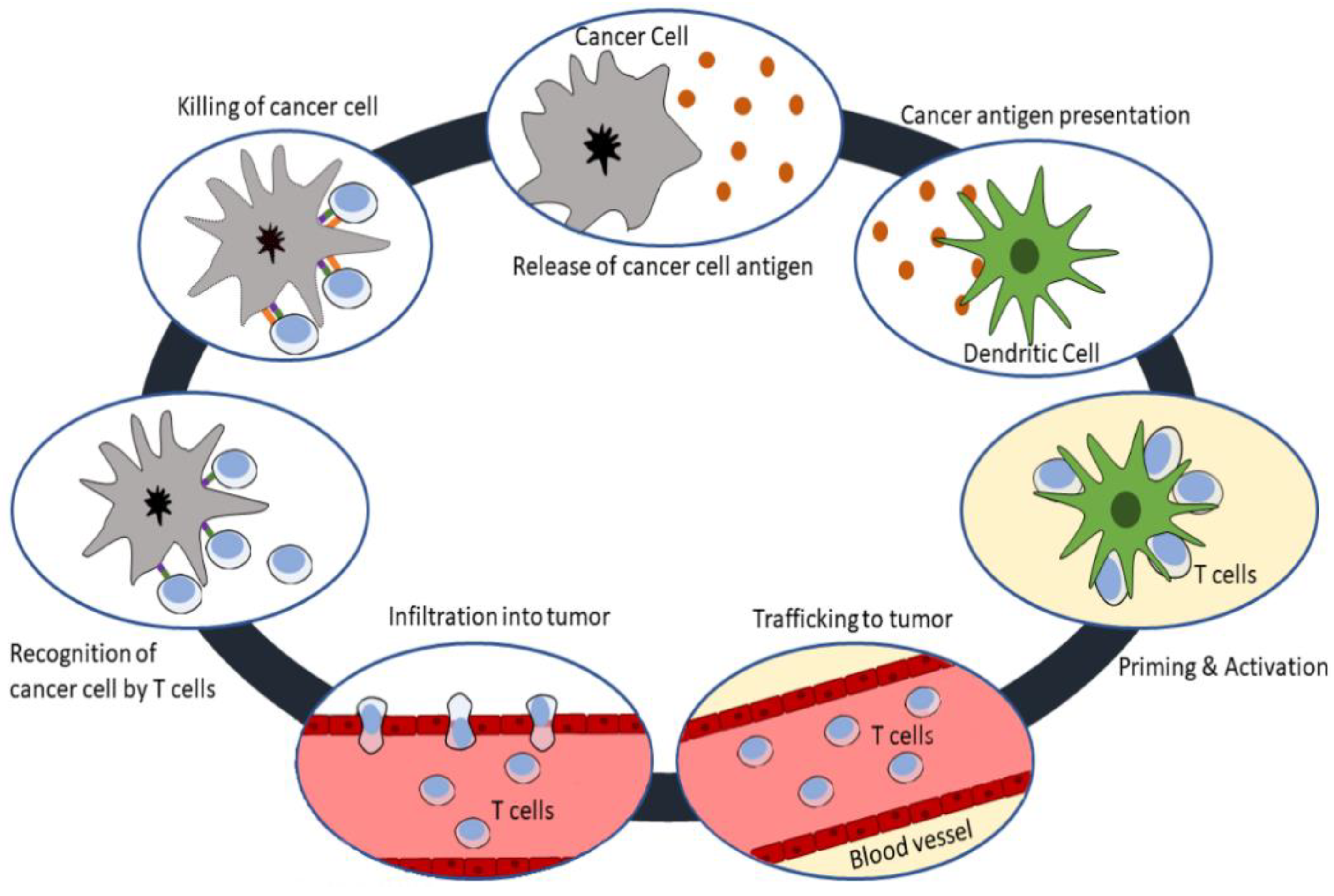Cancer colon immunotherapy. Cancer Immunology and Immunotherapy
