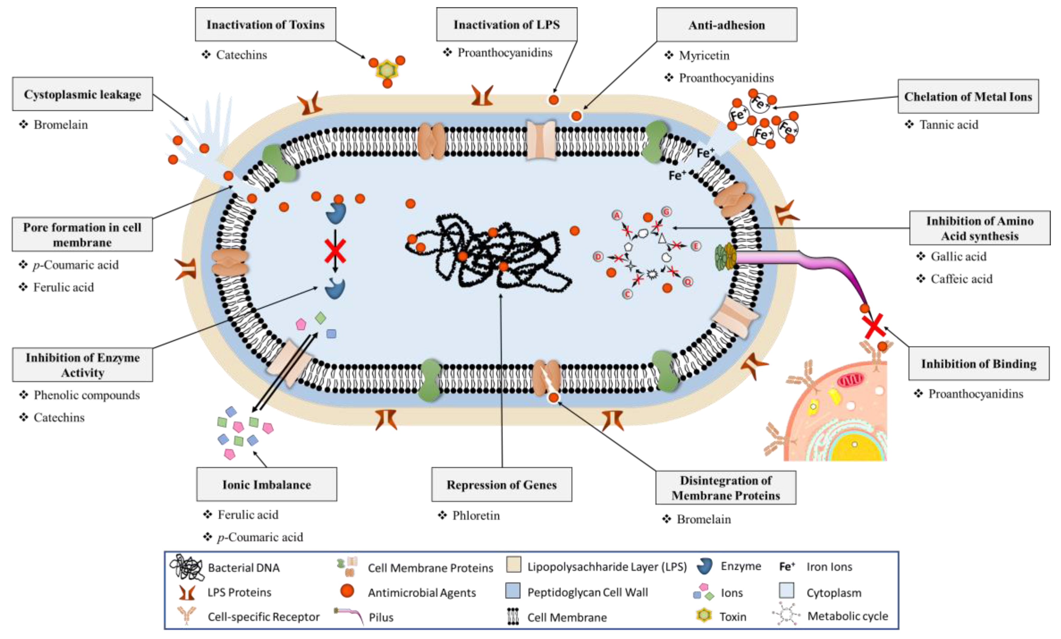 Molecules 26 03447 g001