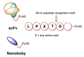 Molecules 26 03492 i038 Molecules 26 03492 i038