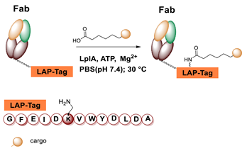 Molecules 26 03492 i052 Molecules 26 03492 i052