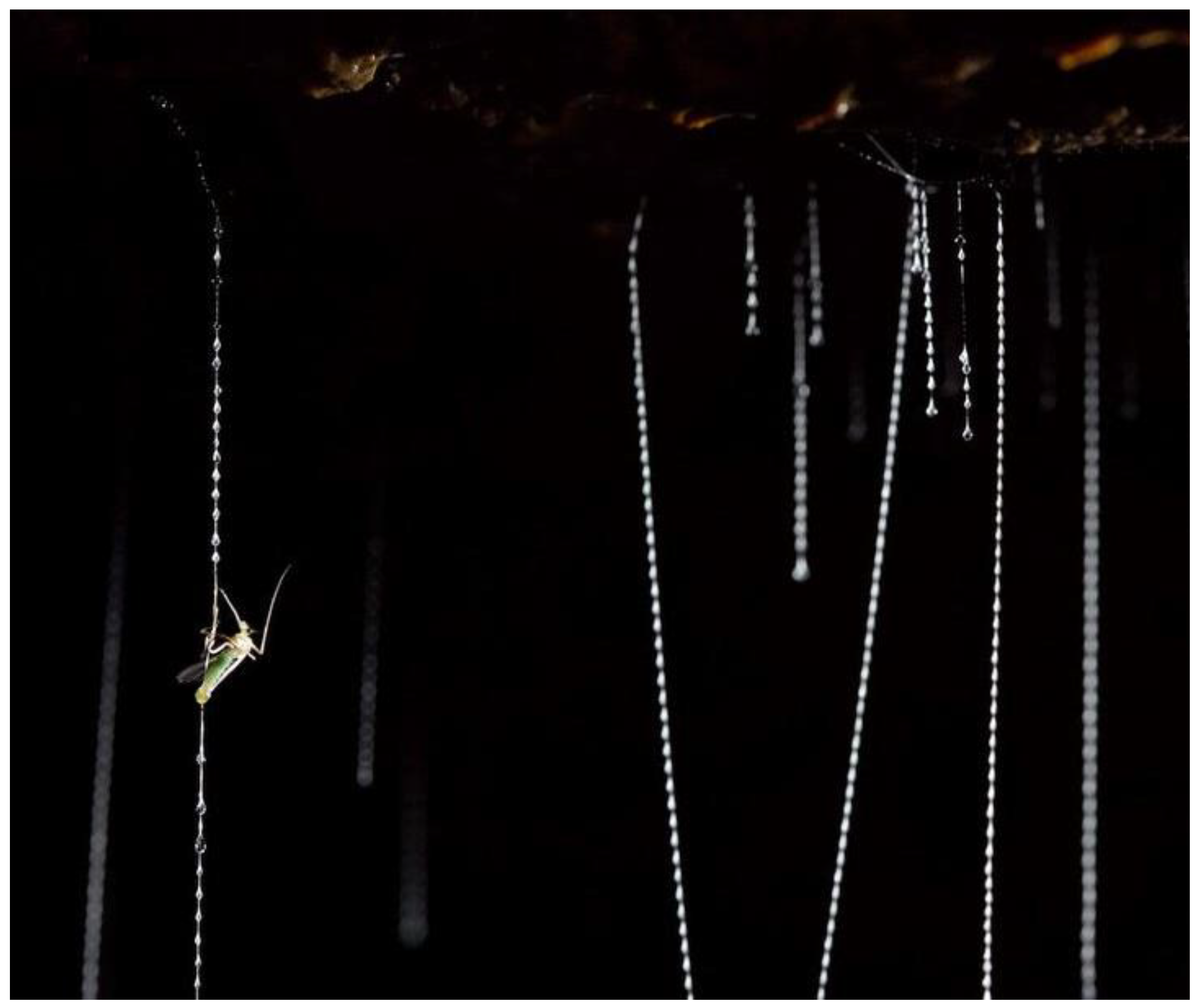 Molecules 26 03500 g001 Molecules 26 03500 g001