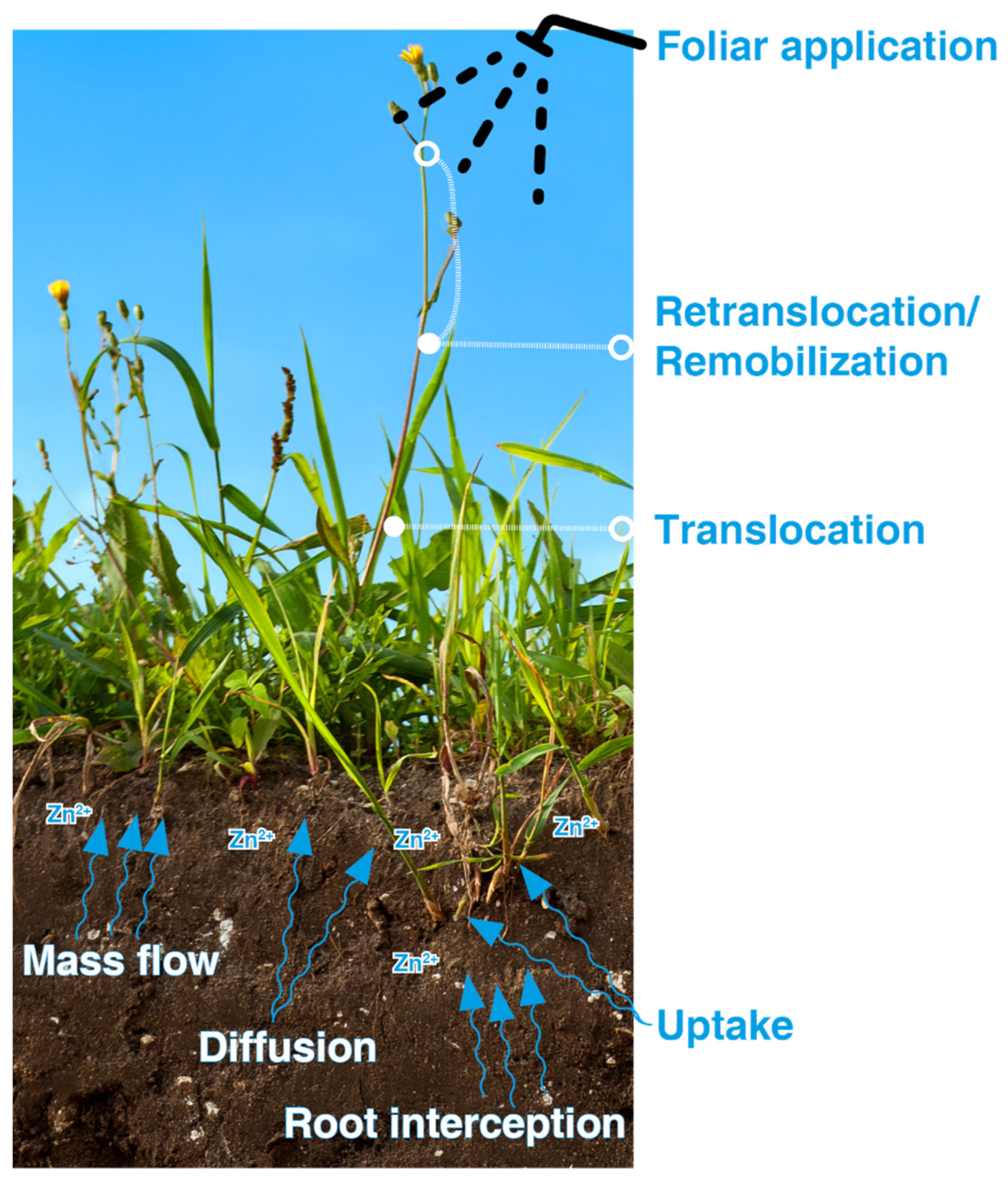 Molecules 26 03509 g002