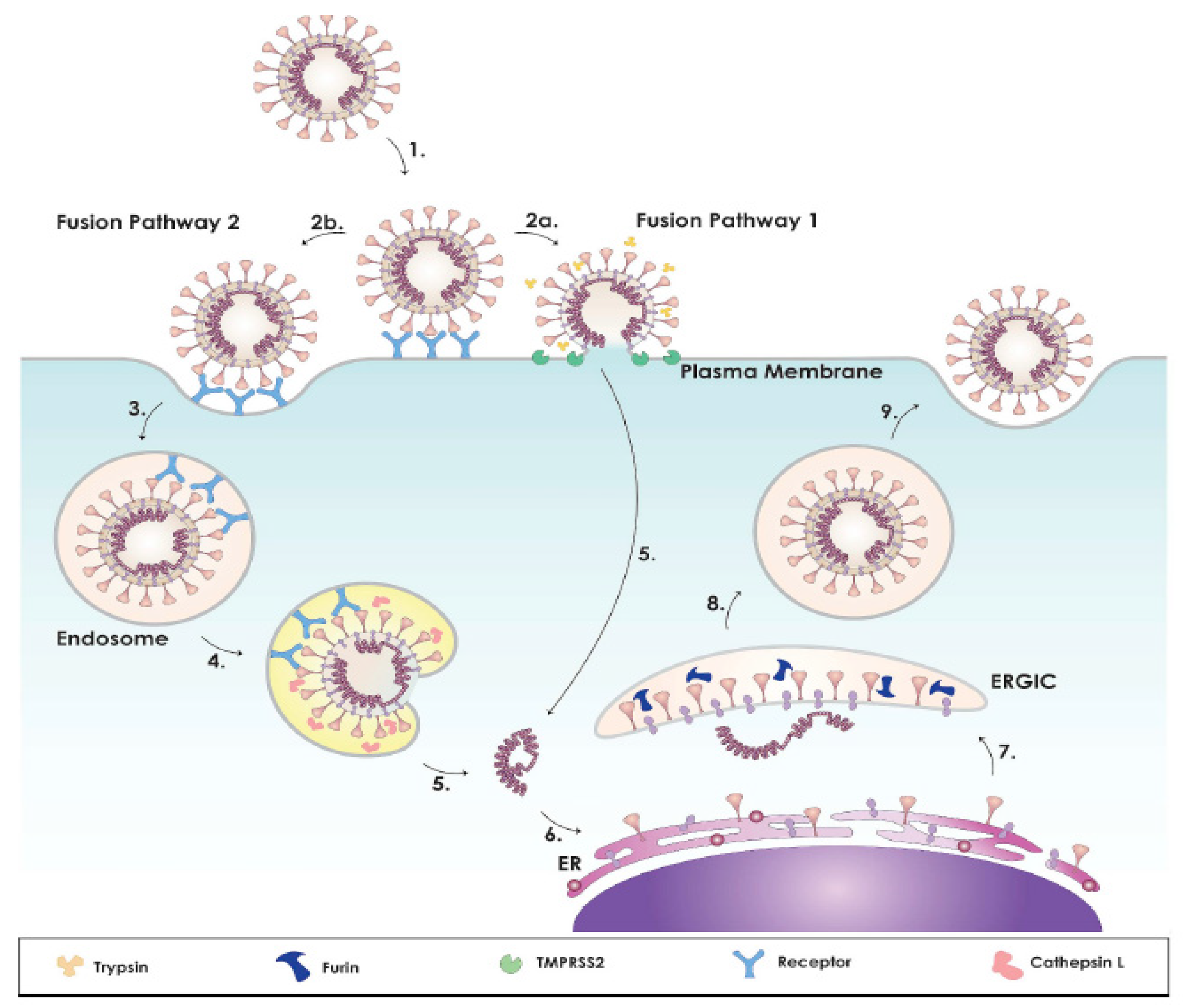 Molecules 26 03526 g003 Molecules 26 03526 g003