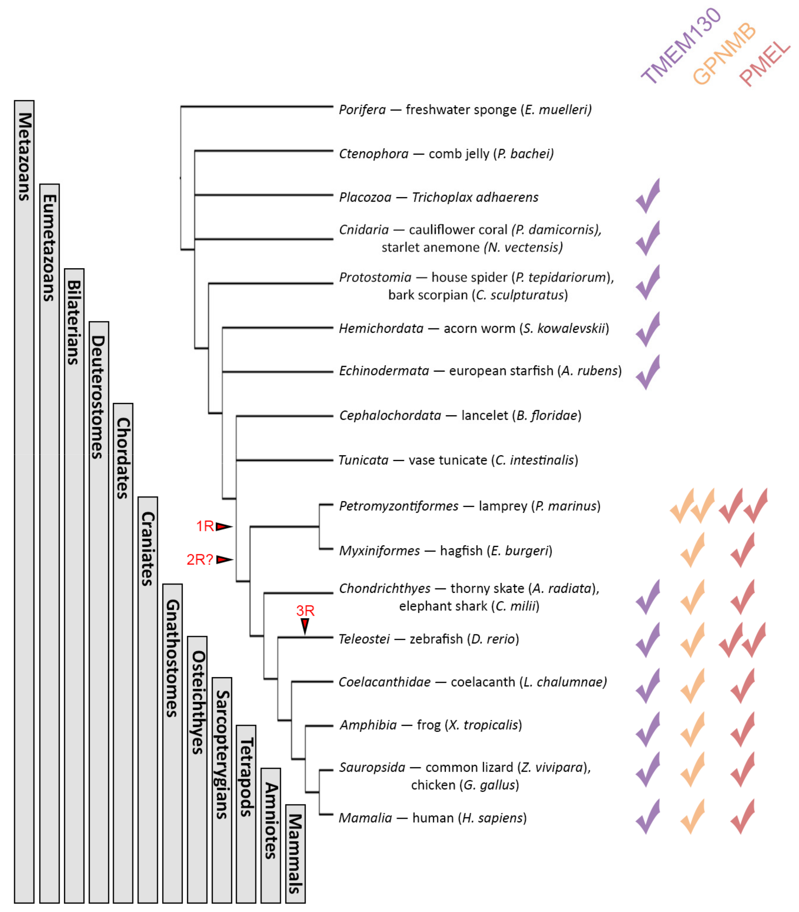 Molecules 26 03529 g004
