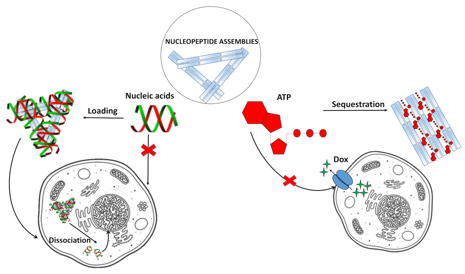 Molecules 26 03558 g007