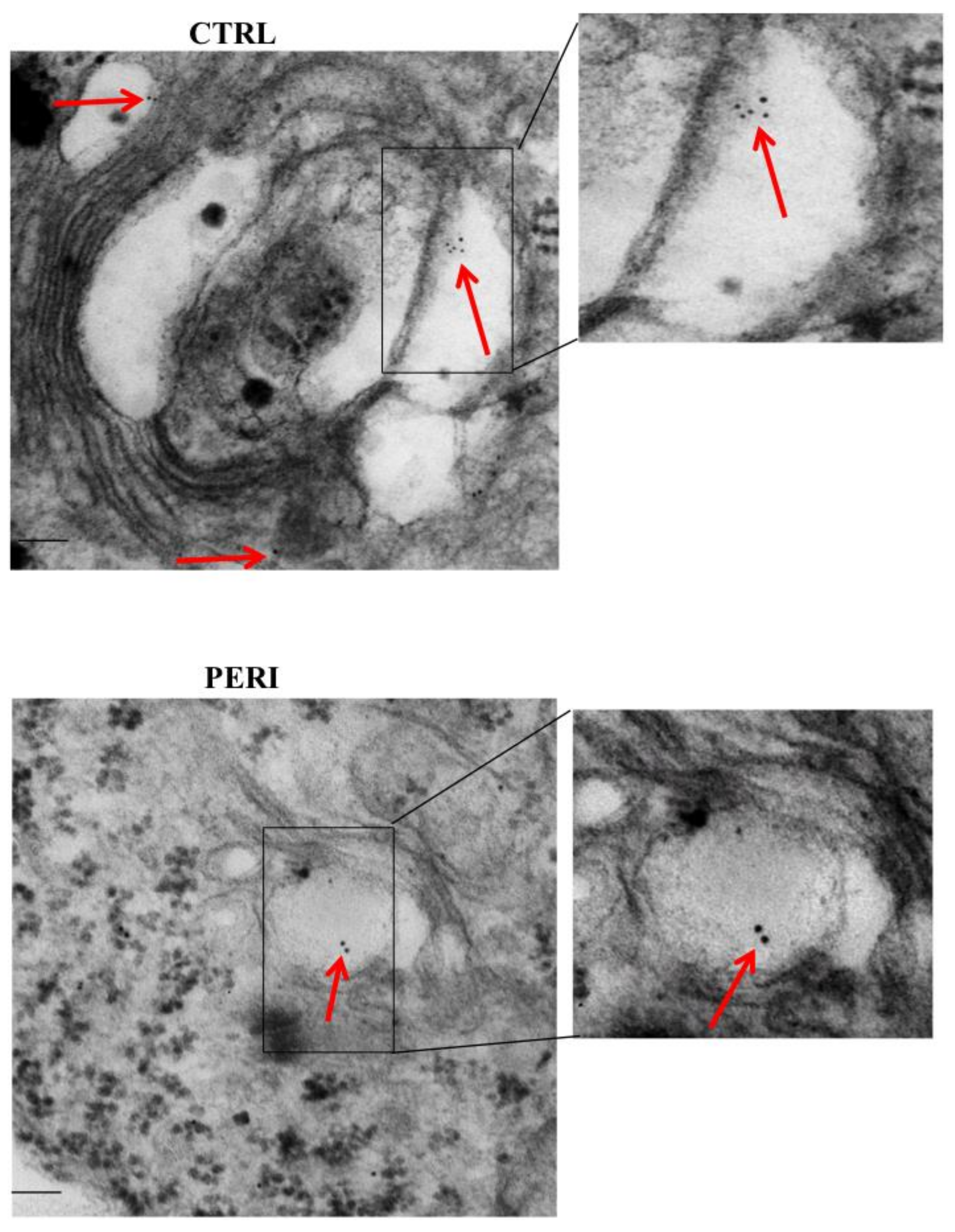 Molecules 26 03578 g005 Molecules 26 03578 g005
