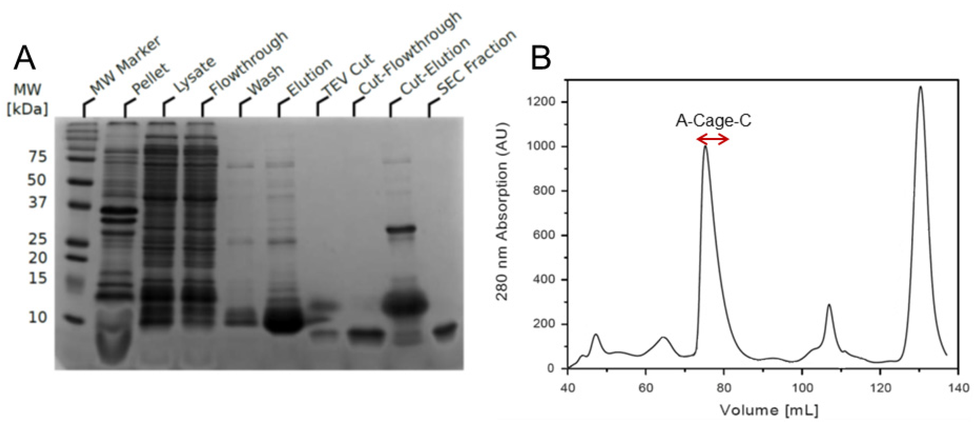 Molecules Free Full Text Investigating The Disordered And Membrane Active Peptide A Cage C Using Conformational Ensembles Html