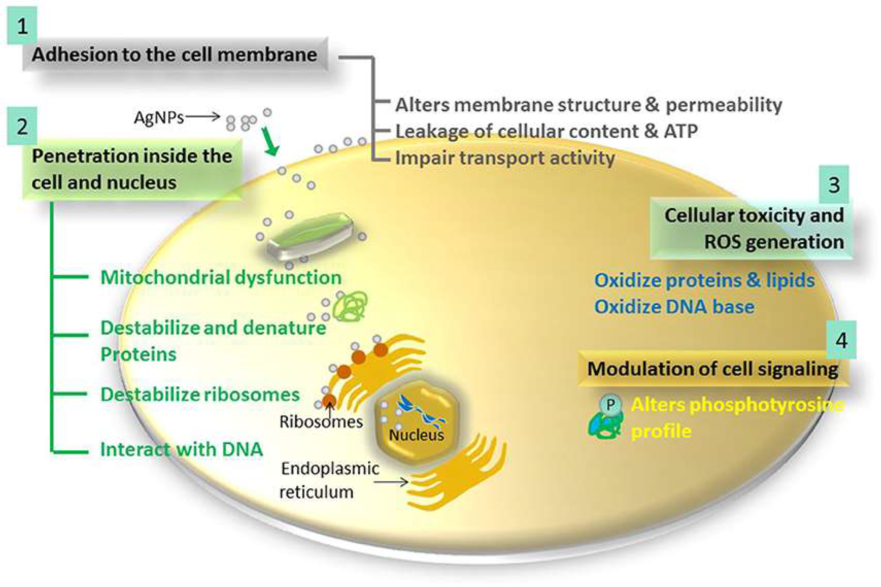Molecules 26 03611 g001 Molecules 26 03611 g001