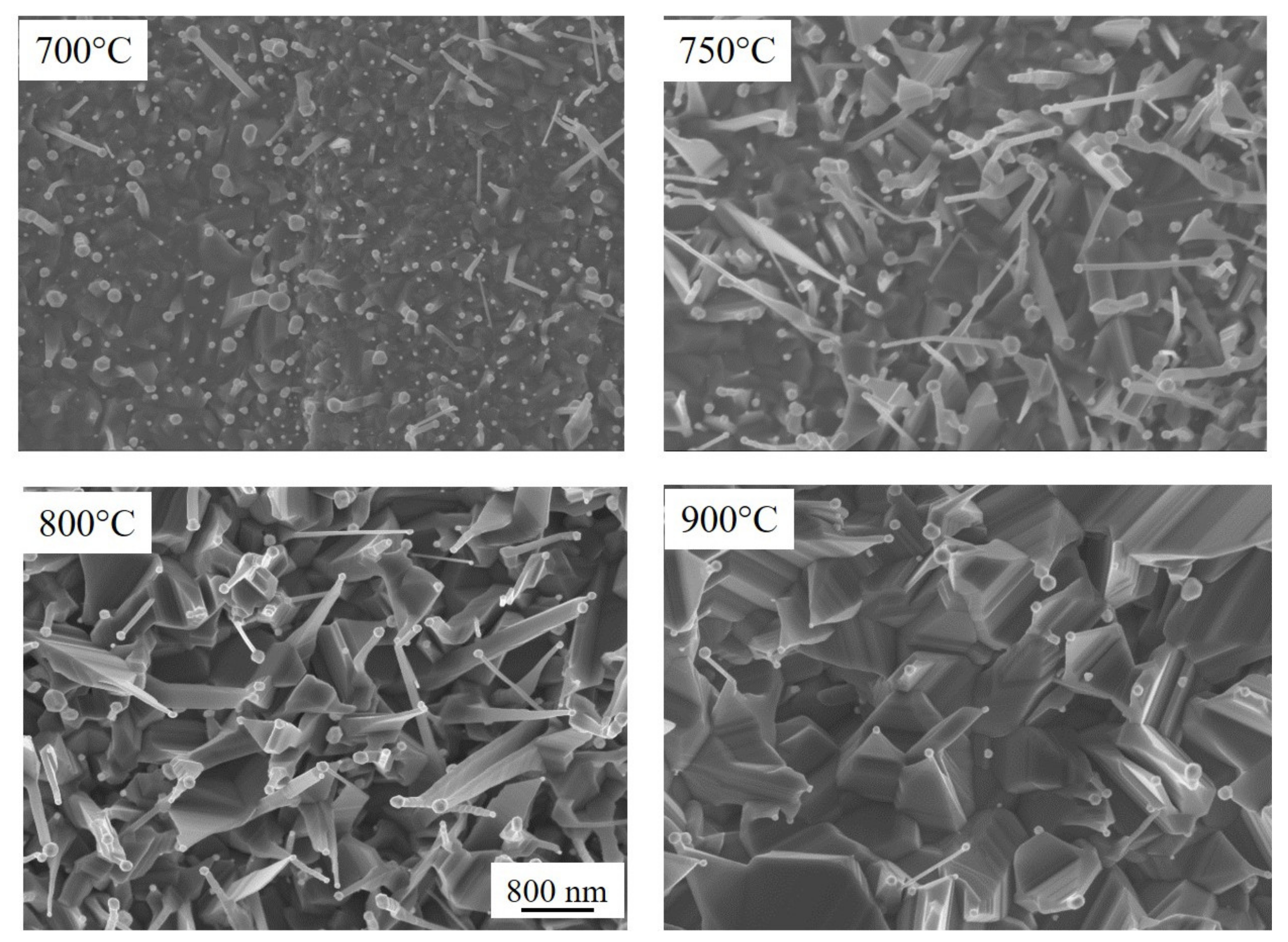 Molecules 26 03636 g001