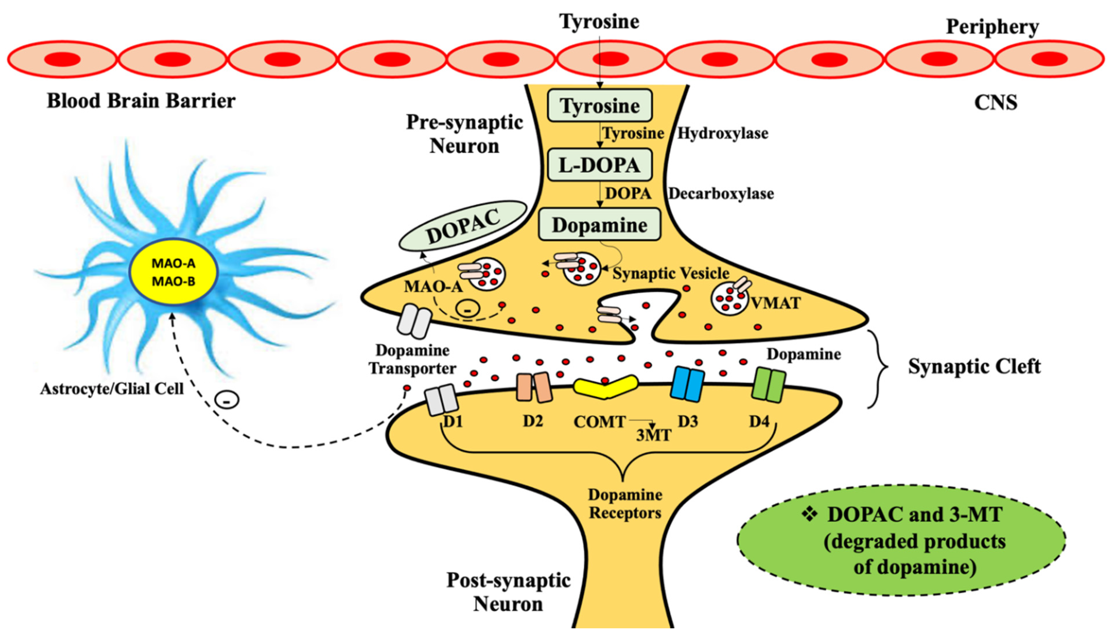 Forbedre forkæle Uheldig Molecules | Free Full-Text | Role of Monoamine Oxidase Activity in  Alzheimer's Disease: An Insight into the Therapeutic Potential of Inhibitors