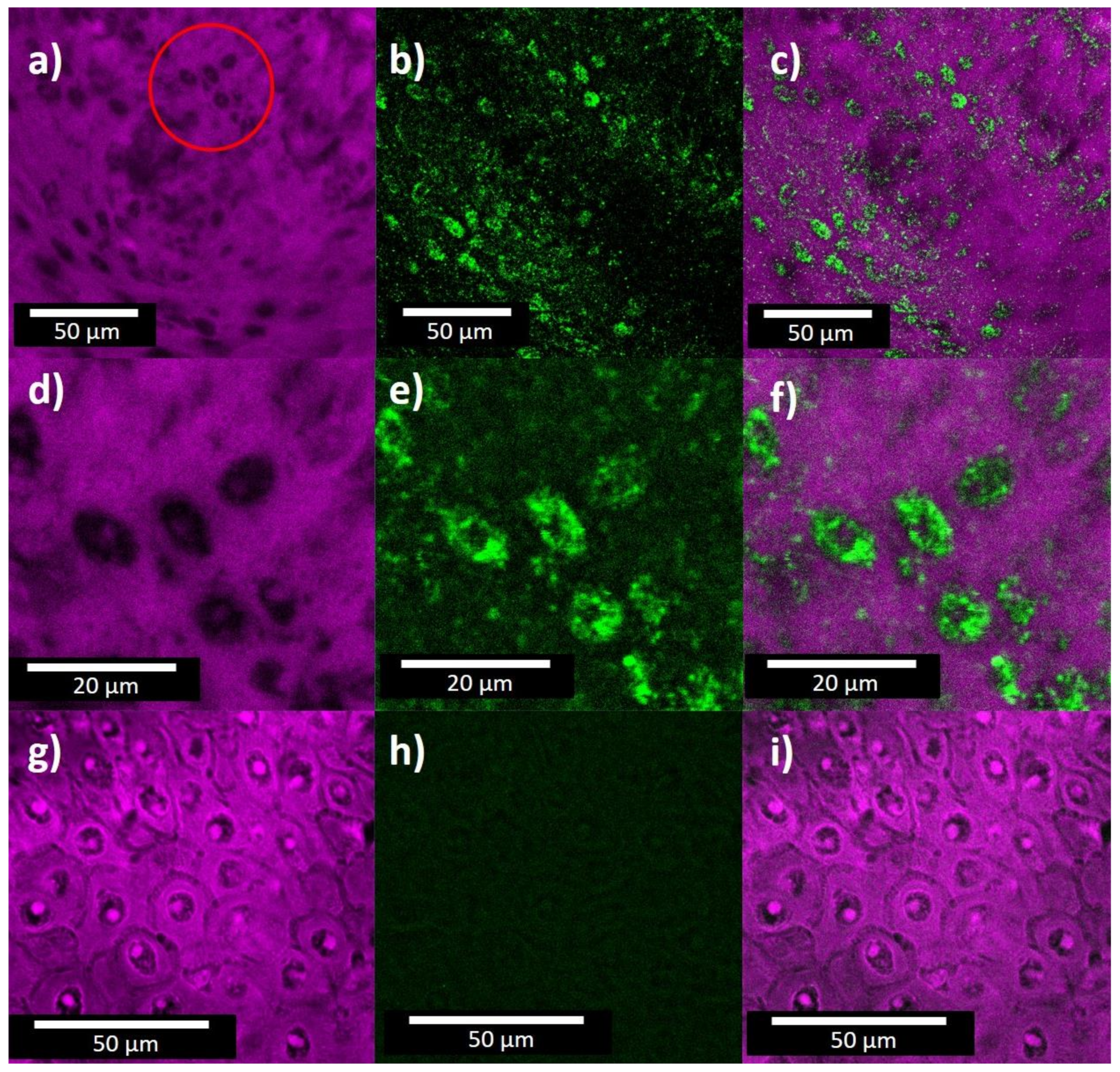 Molecules 26 03758 g003 Molecules 26 03758 g003