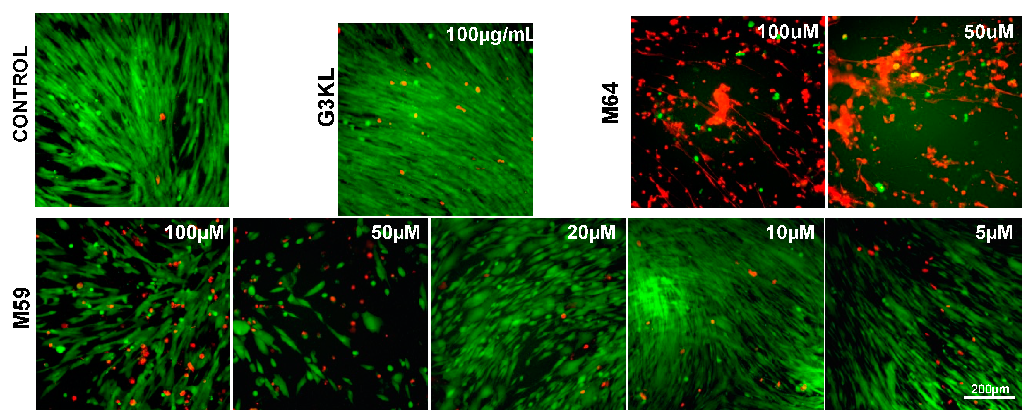 Molecules 26 03839 g004 550