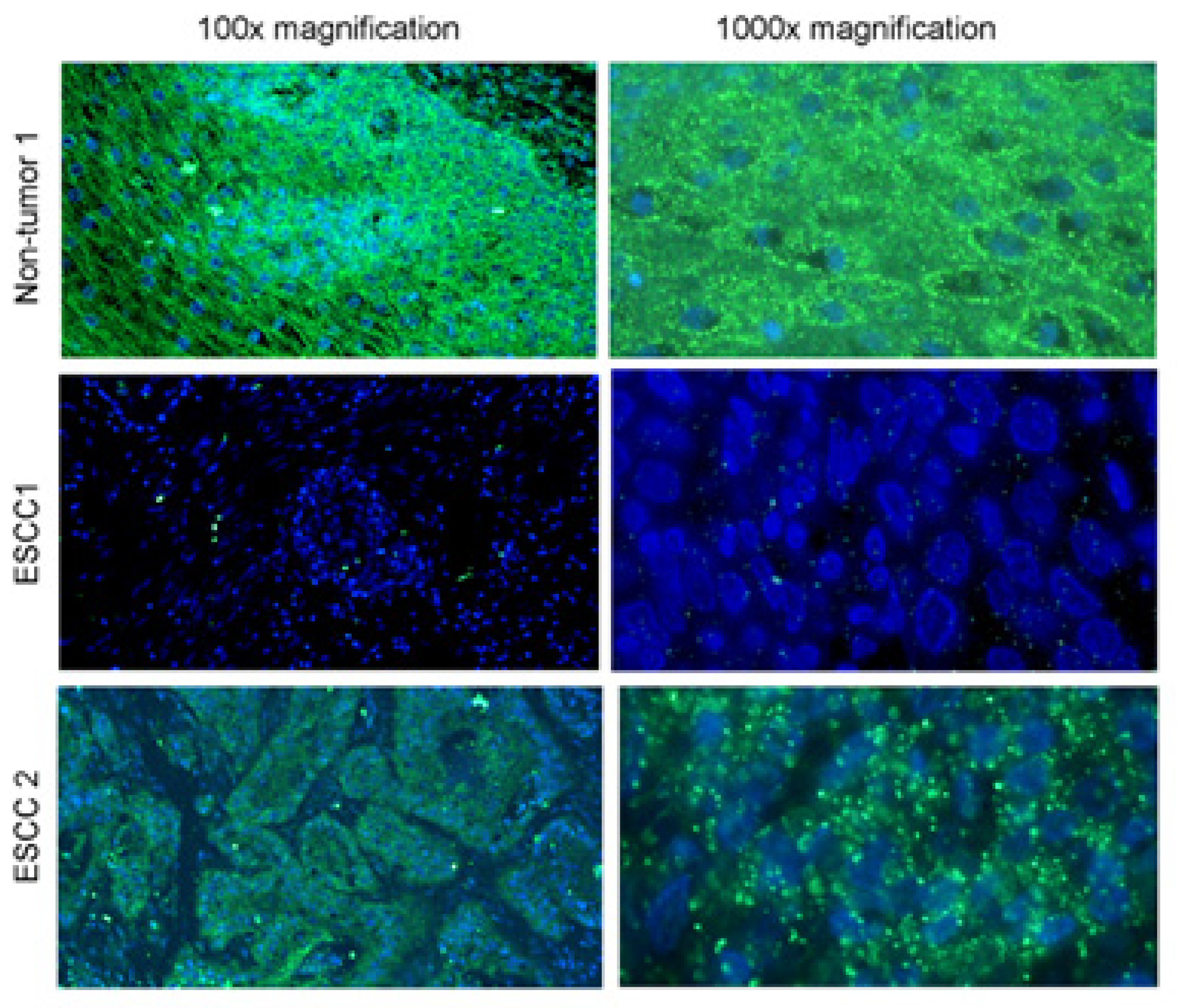 Molecules Free Full Text Selected In Situ Hybridization Methods Principles And Application Html