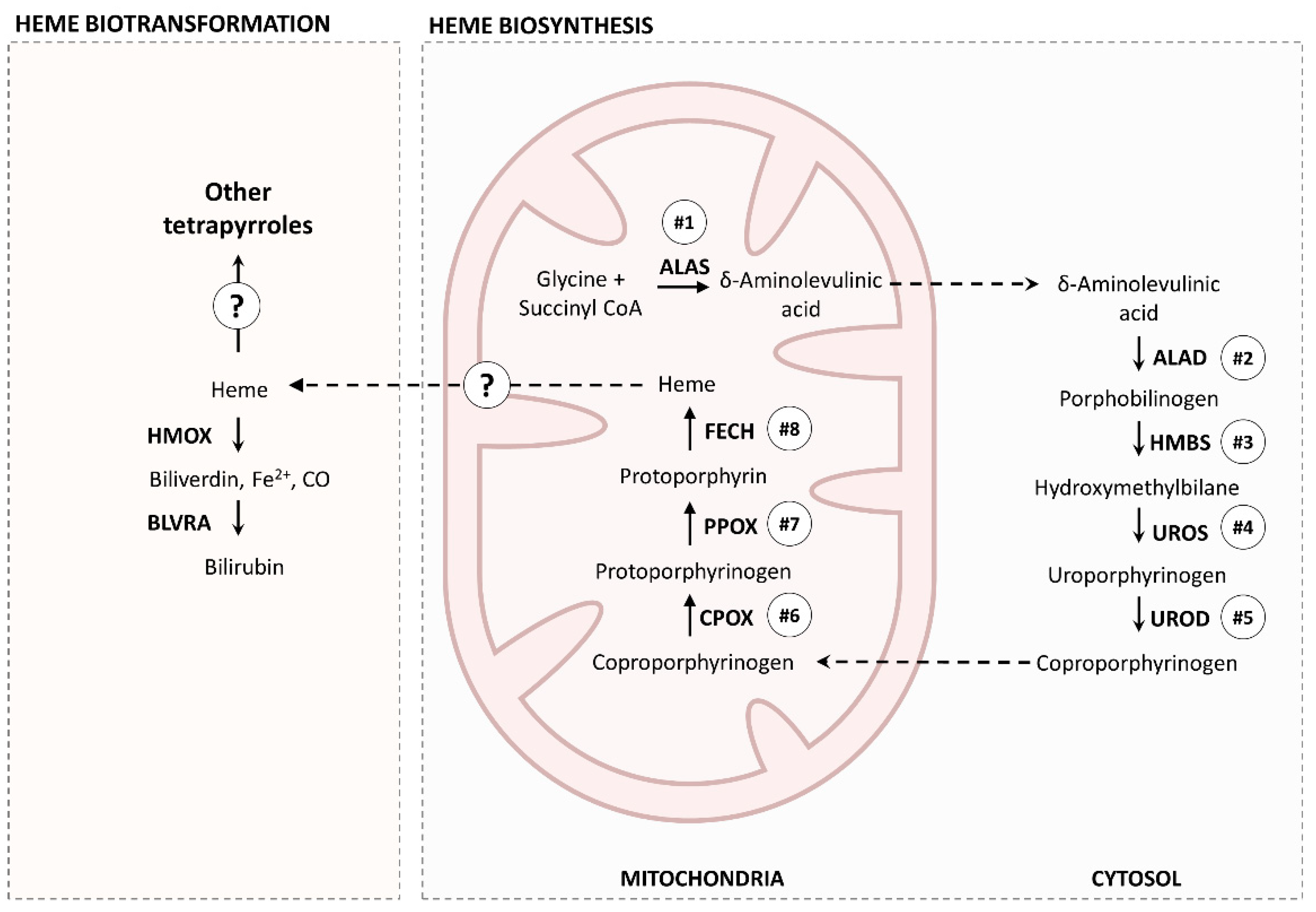 Molecules 26 03924 g009