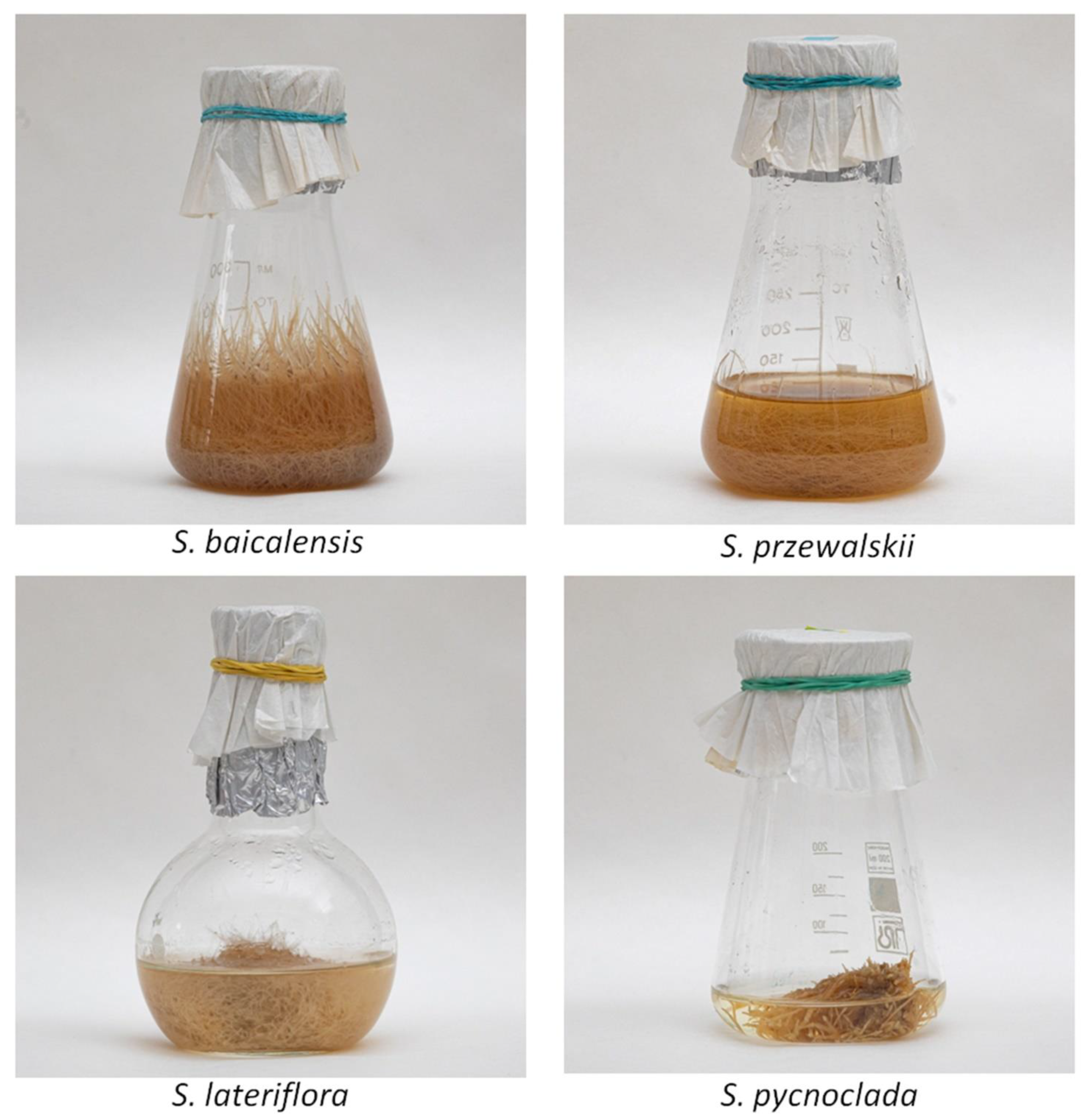Molecules 26 03927 g002