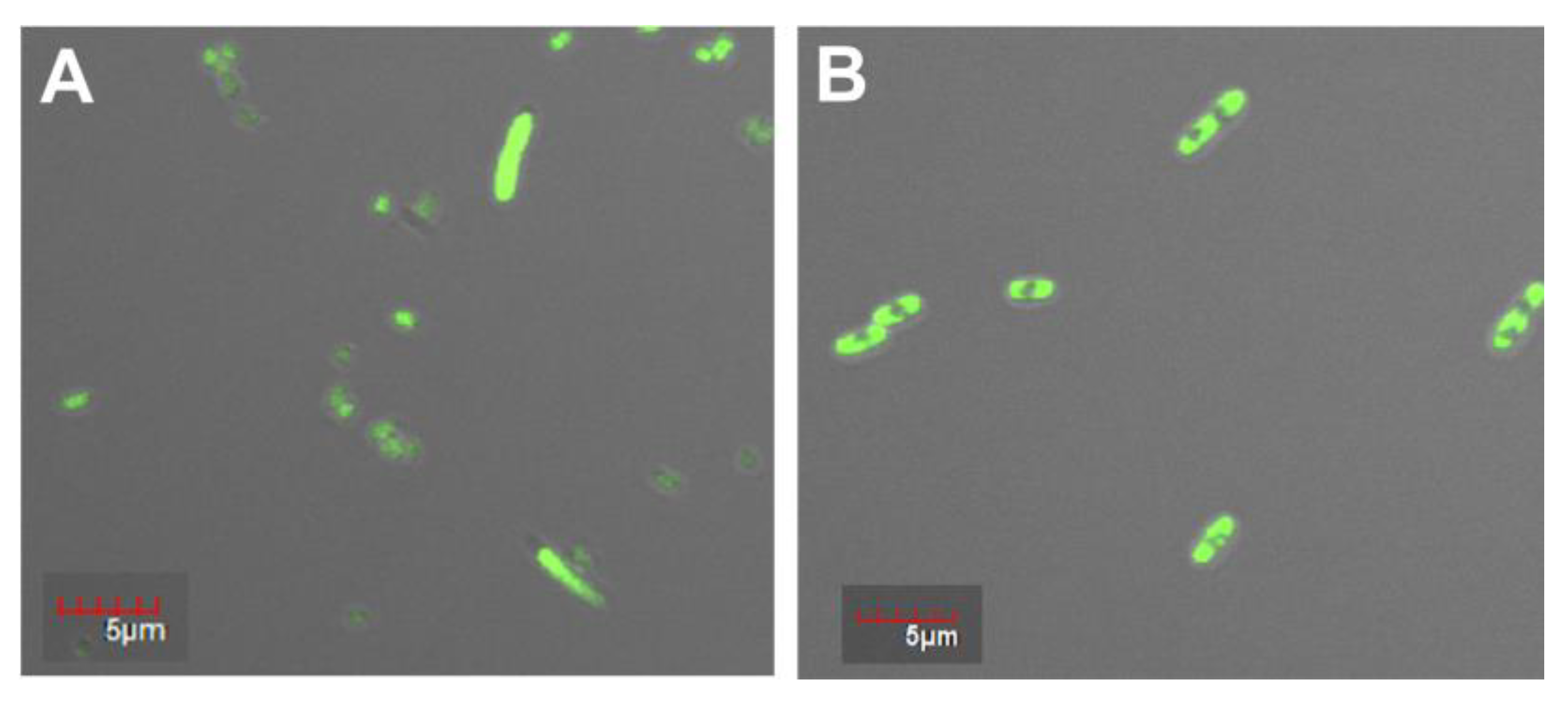 Molecules 26 03936 g002
