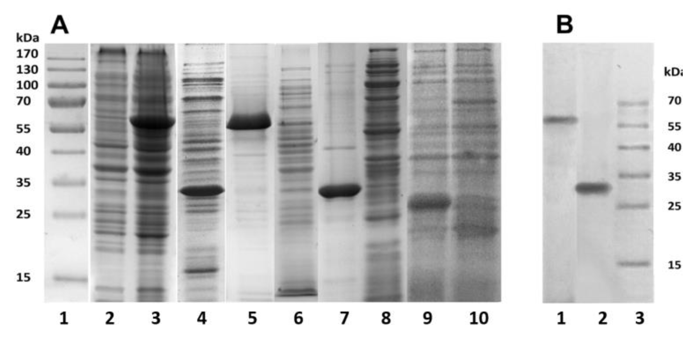 Molecules 26 03936 g003