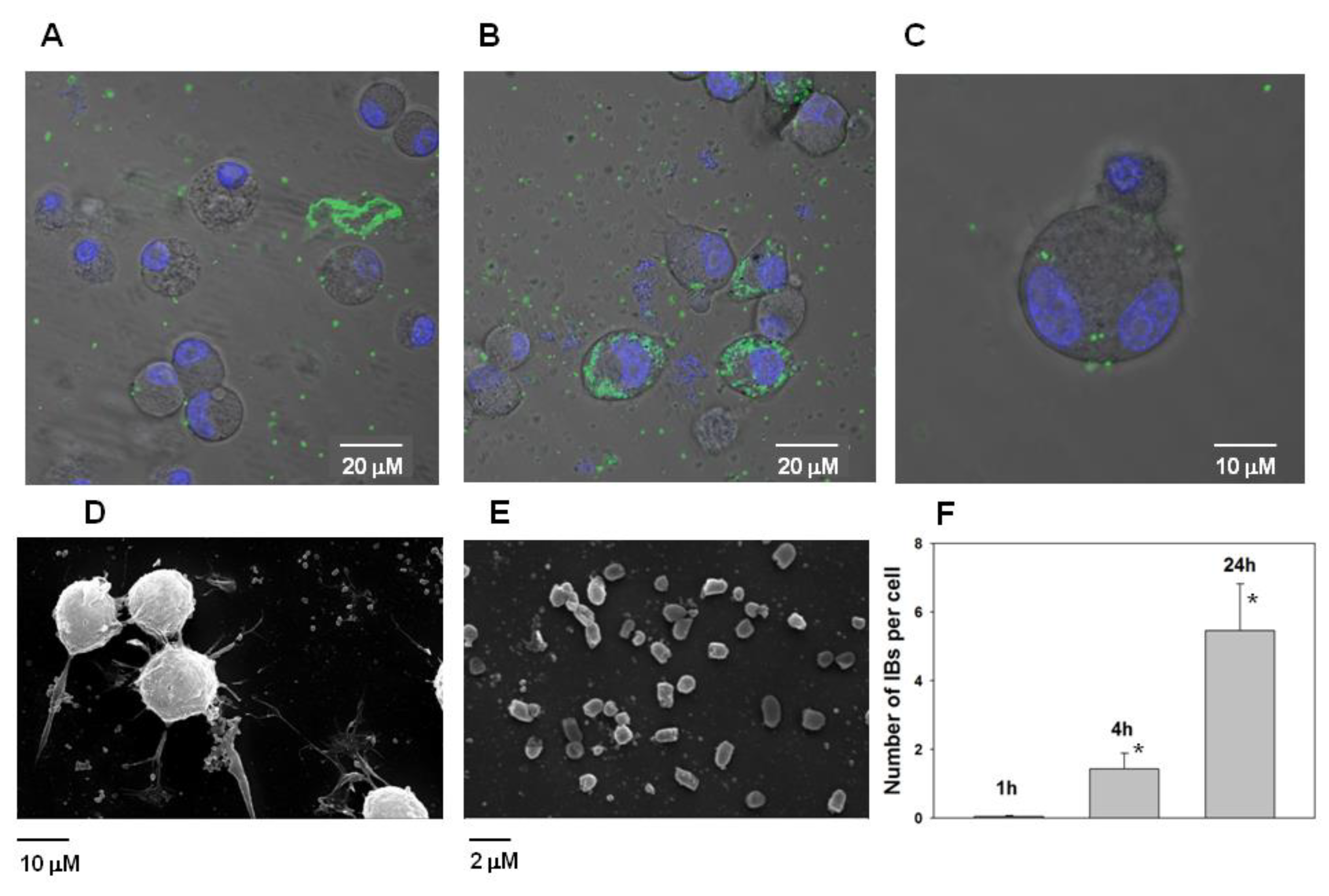 Molecules 26 03936 g011