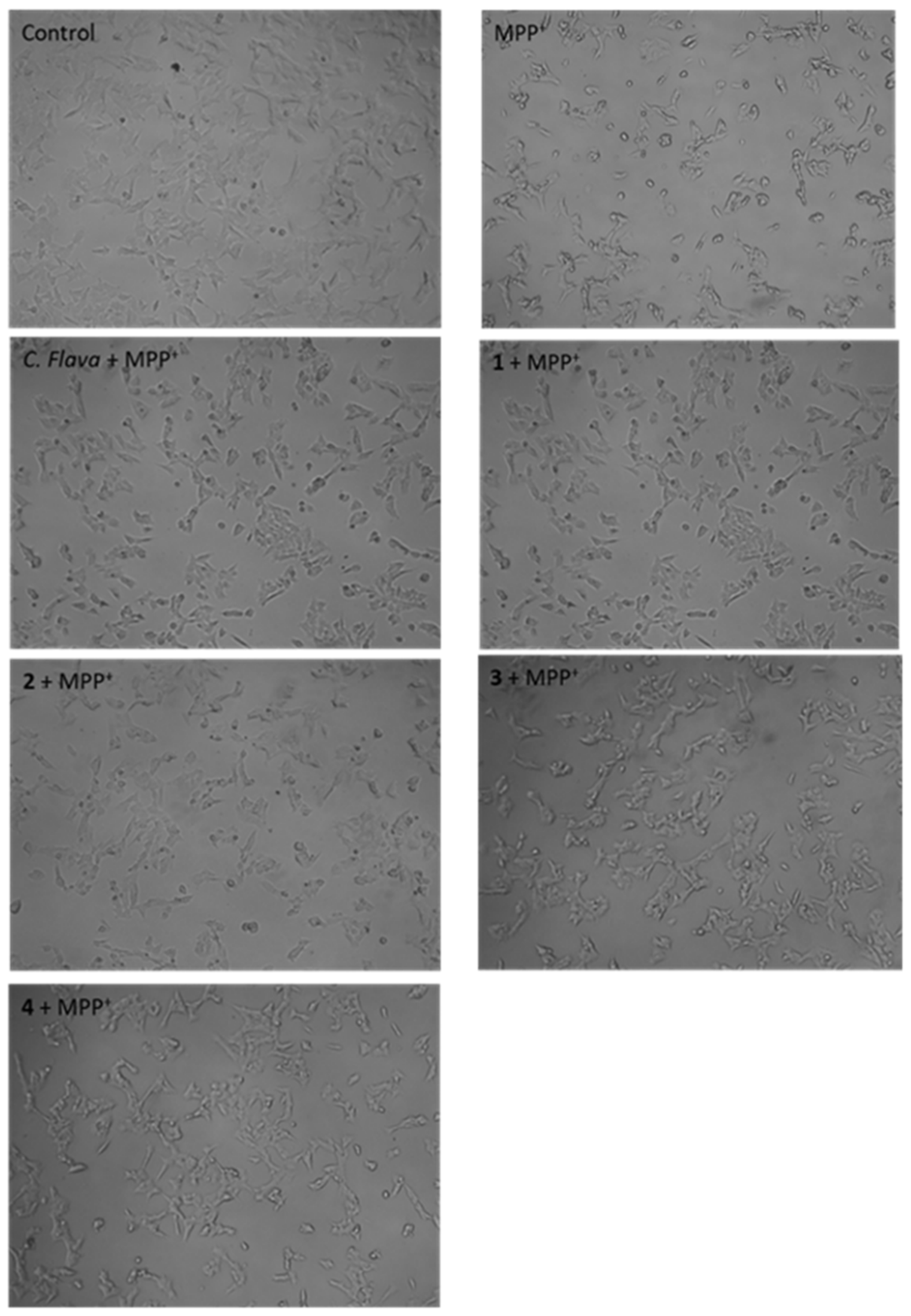Molecules 26 03990 g004 Molecules 26 03990 g004