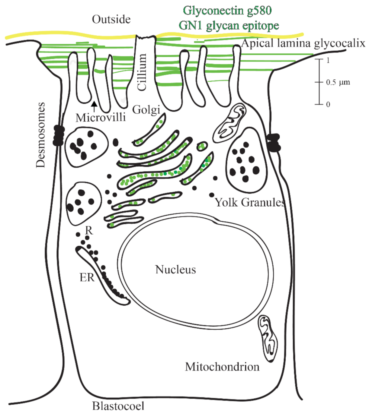 Molecules 26 04012 g004 Molecules 26 04012 g004