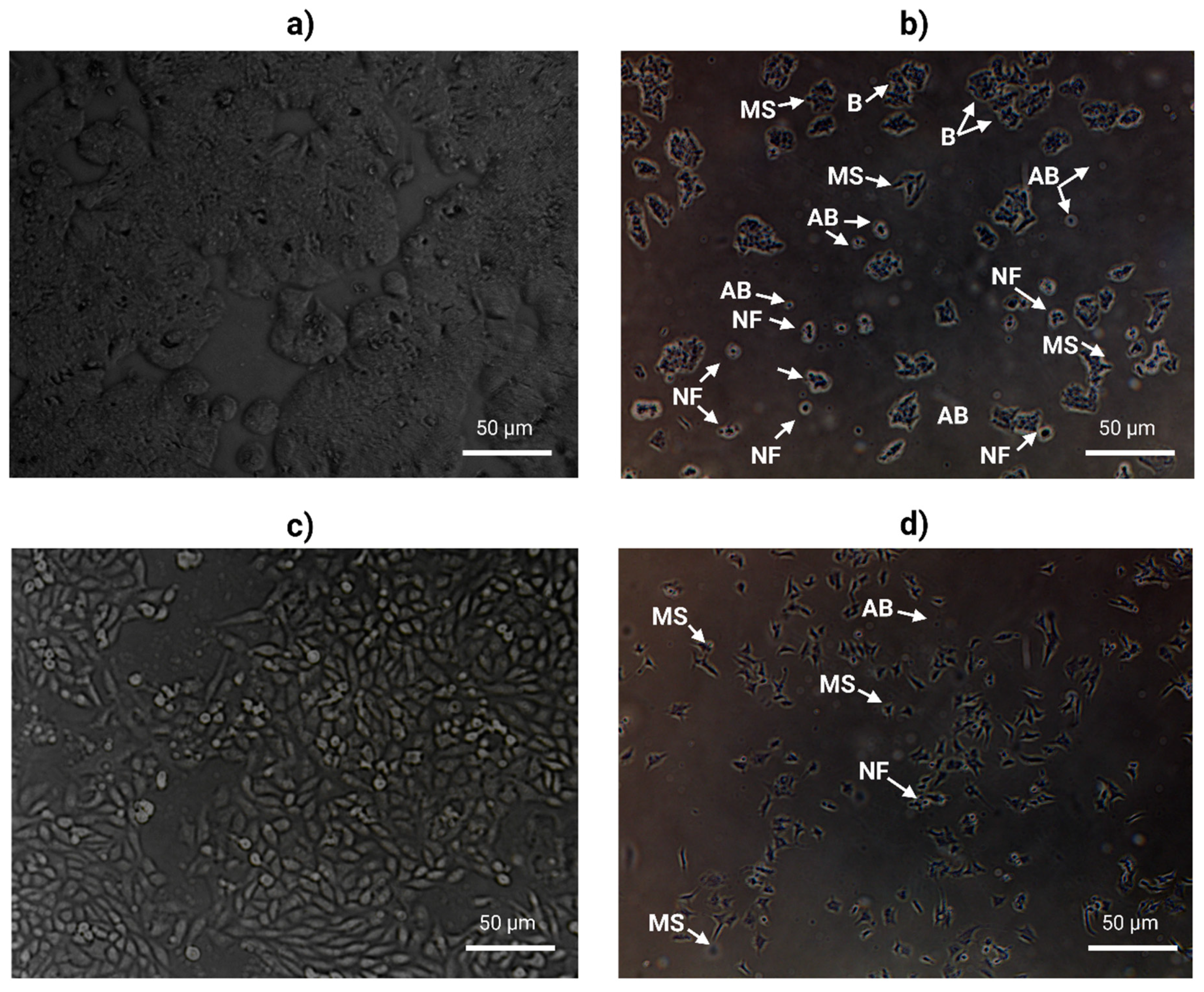 Molecules 26 04069 g007