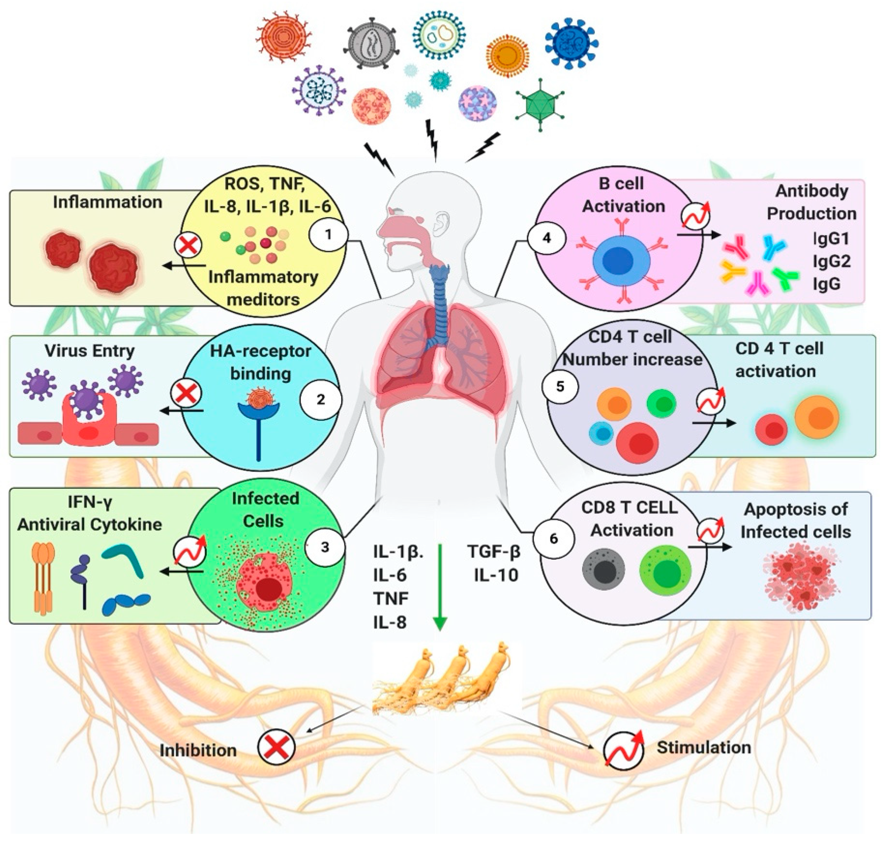 Molecules 26 04095 g004