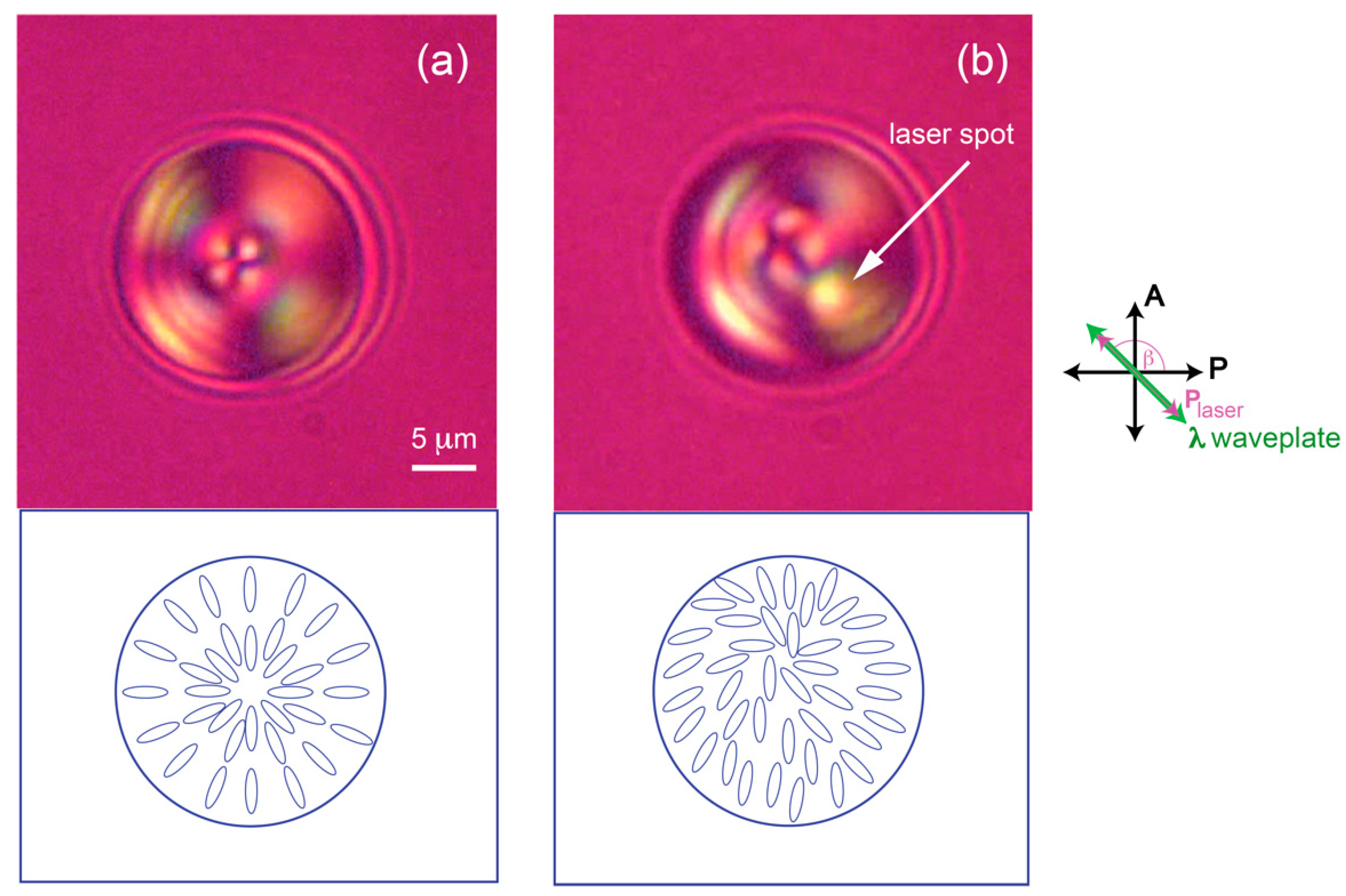 Molecules 26 04108 g002 550