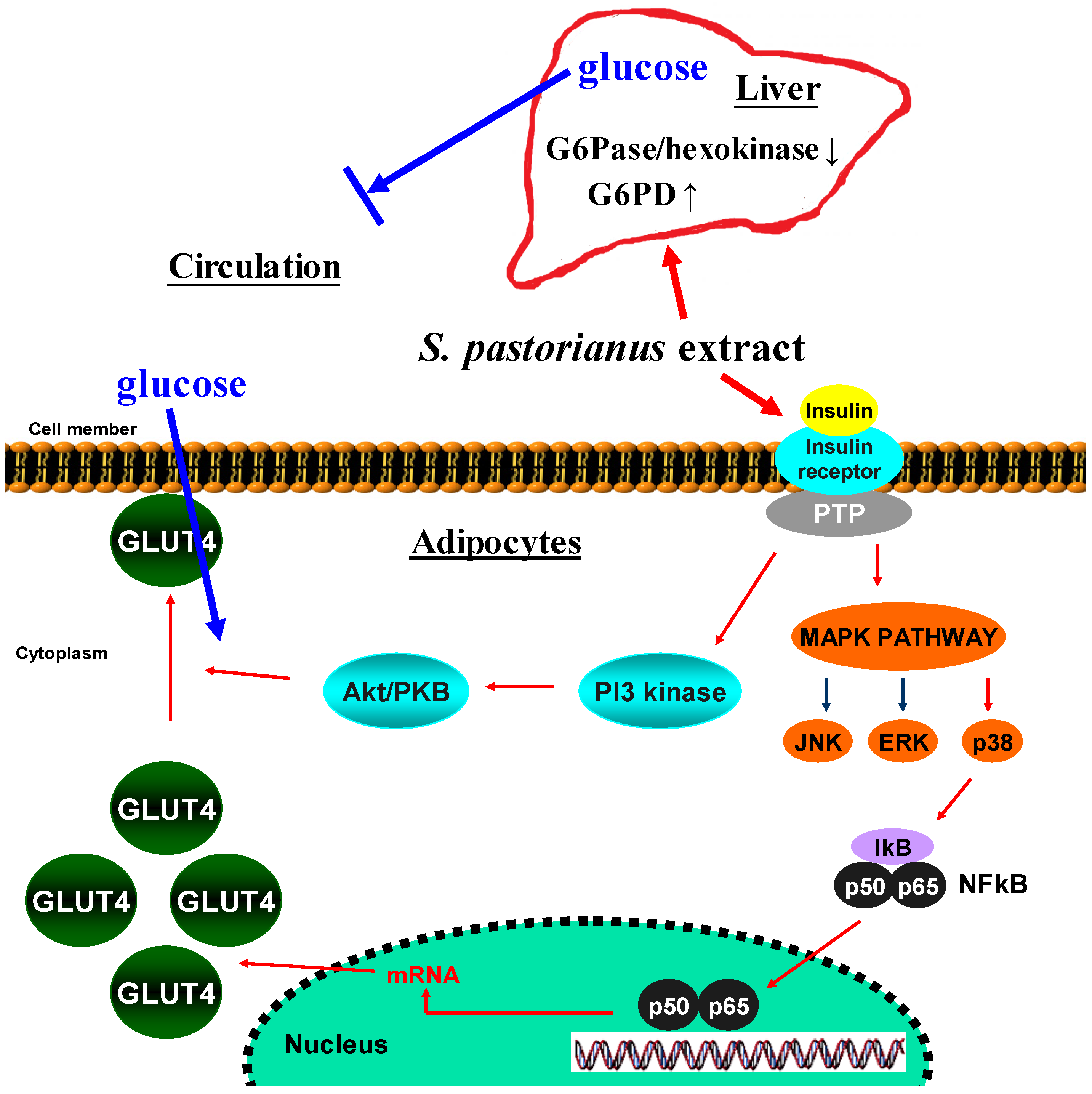 Molecules 26 04232 g007