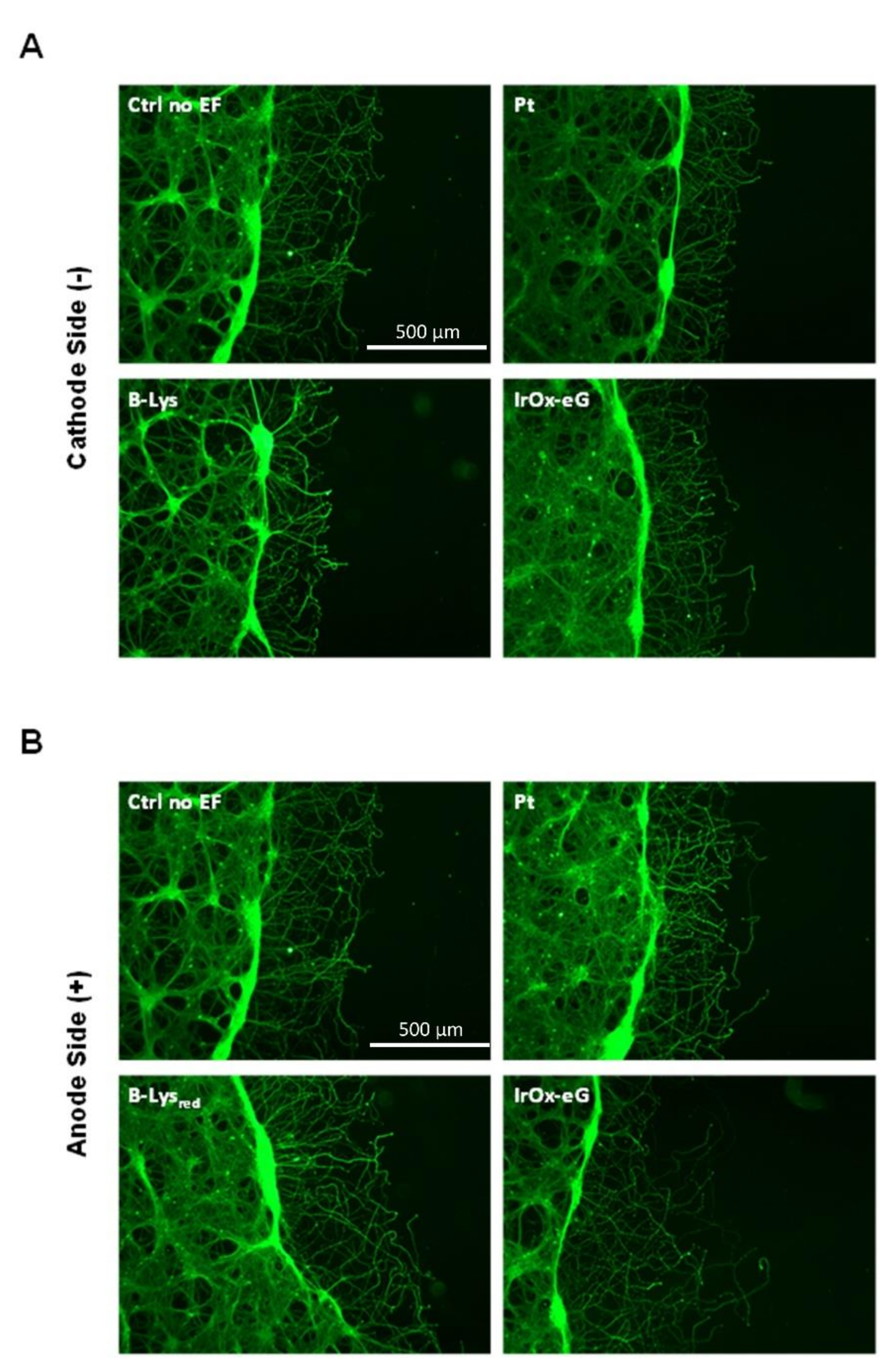 Molecules 26 04236 g014 550
