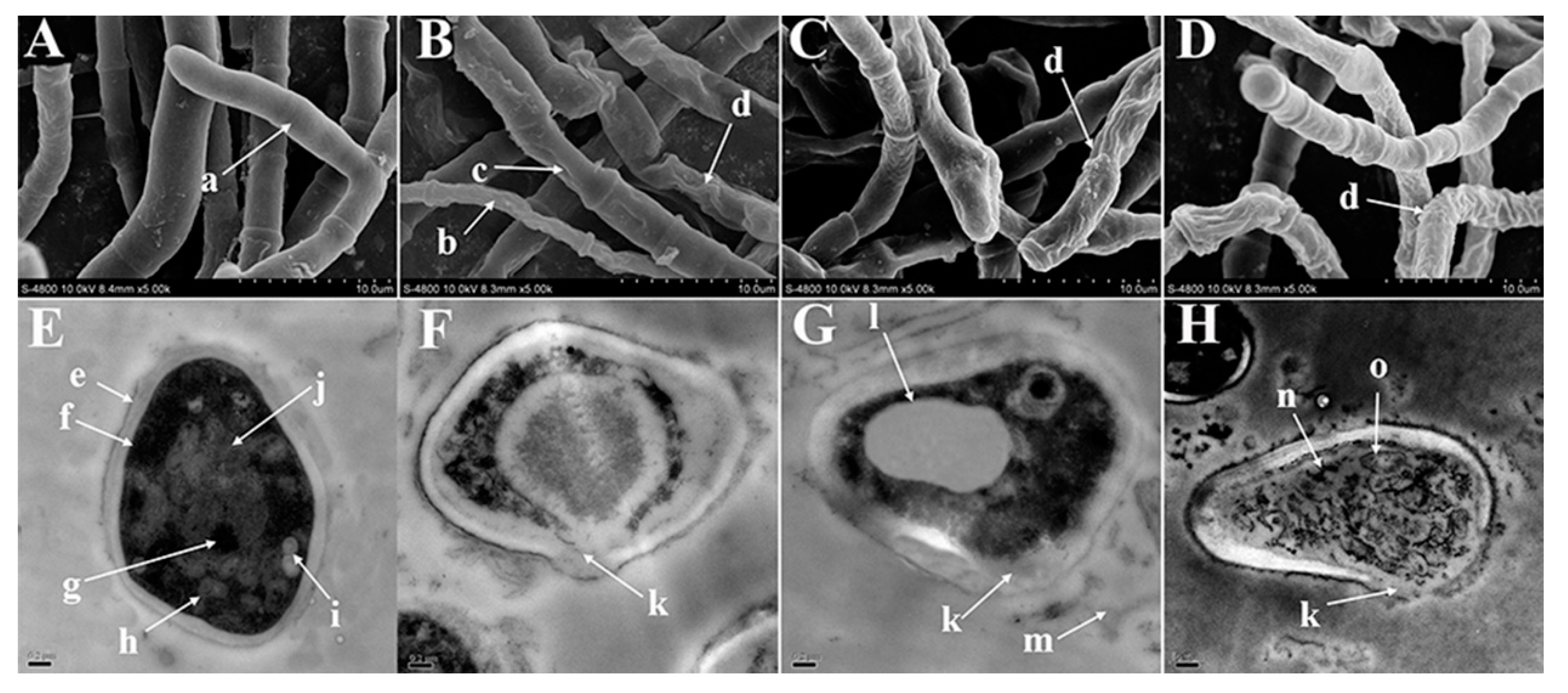 Molecules 26 04263 g002 Molecules 26 04263 g002