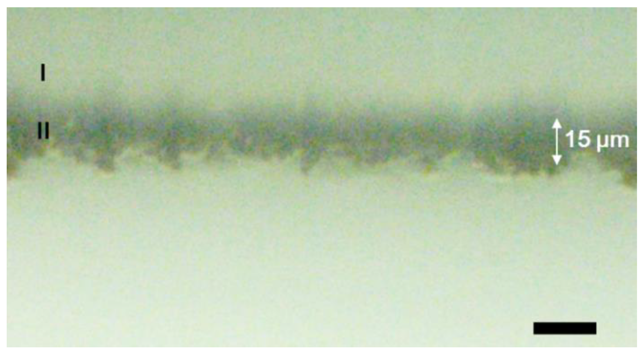 Molecules 26 04267 g009