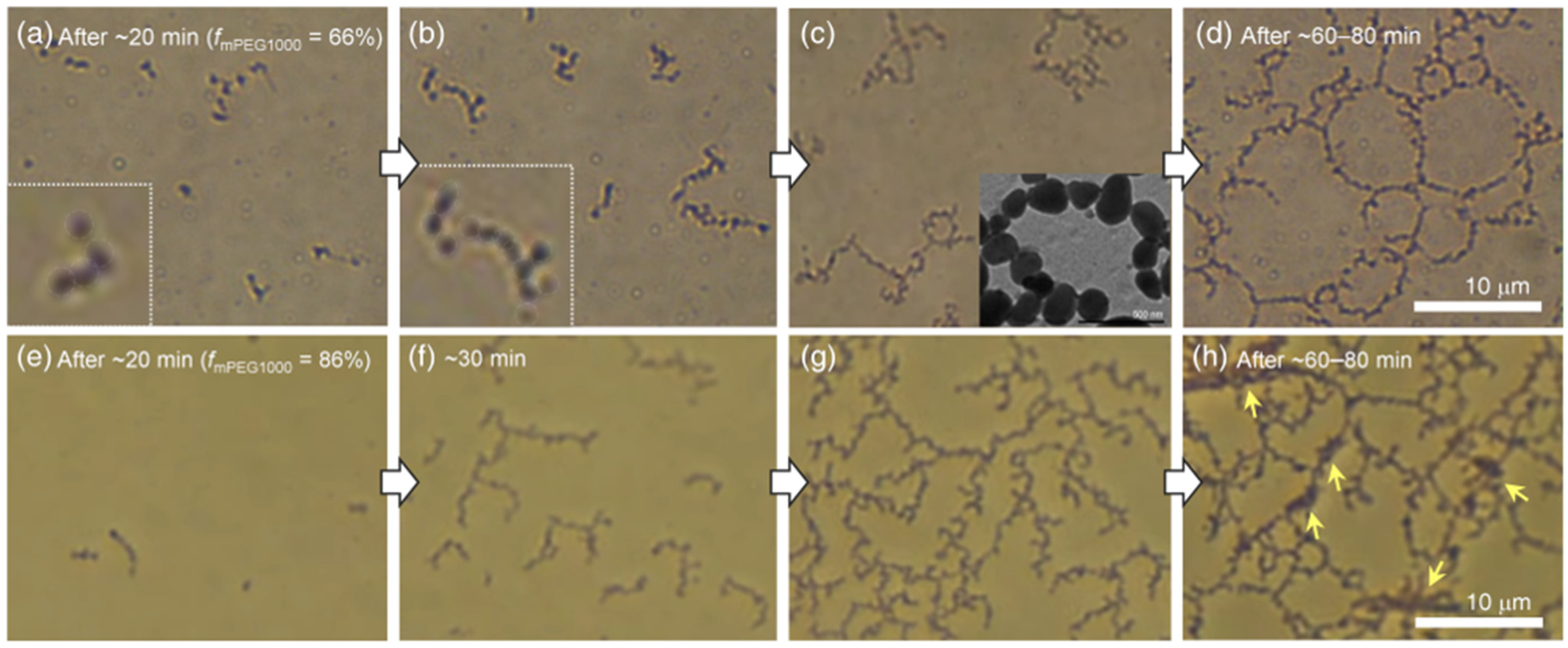 Molecules 26 04294 g003