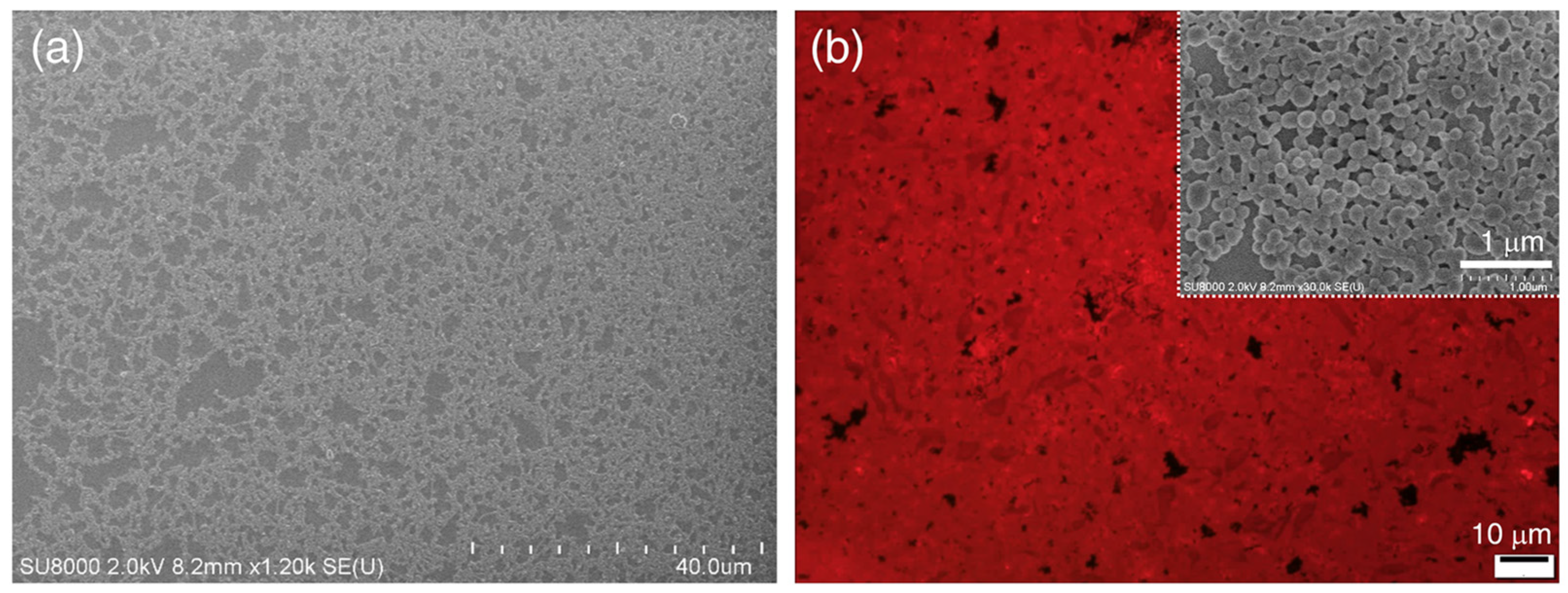 Molecules 26 04294 g005