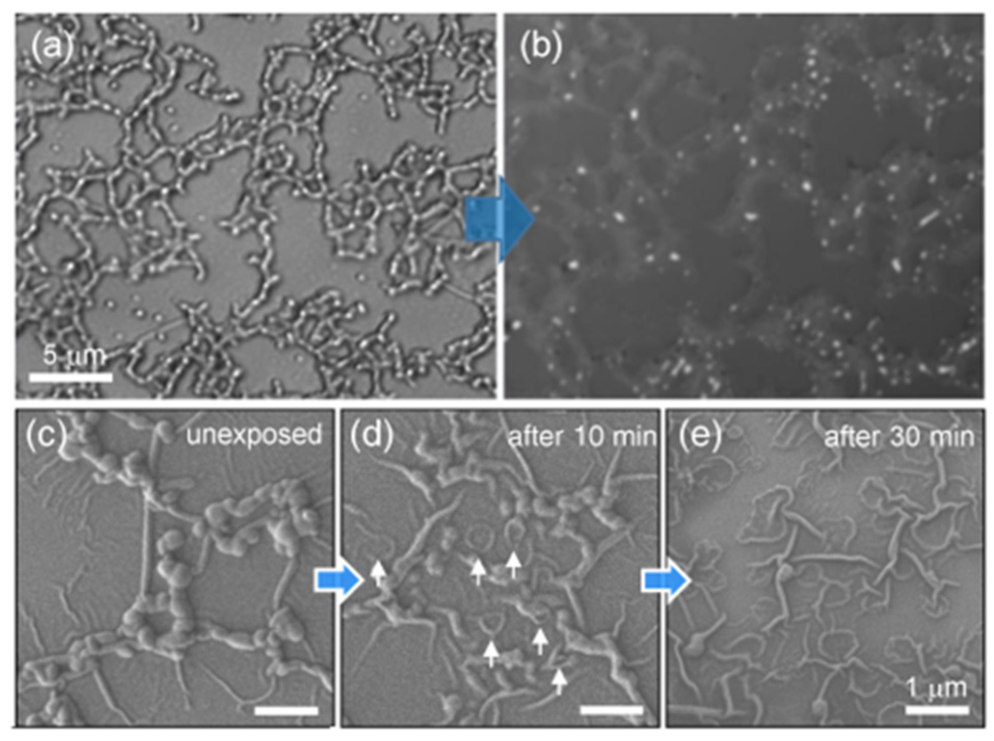 Molecules 26 04294 g007