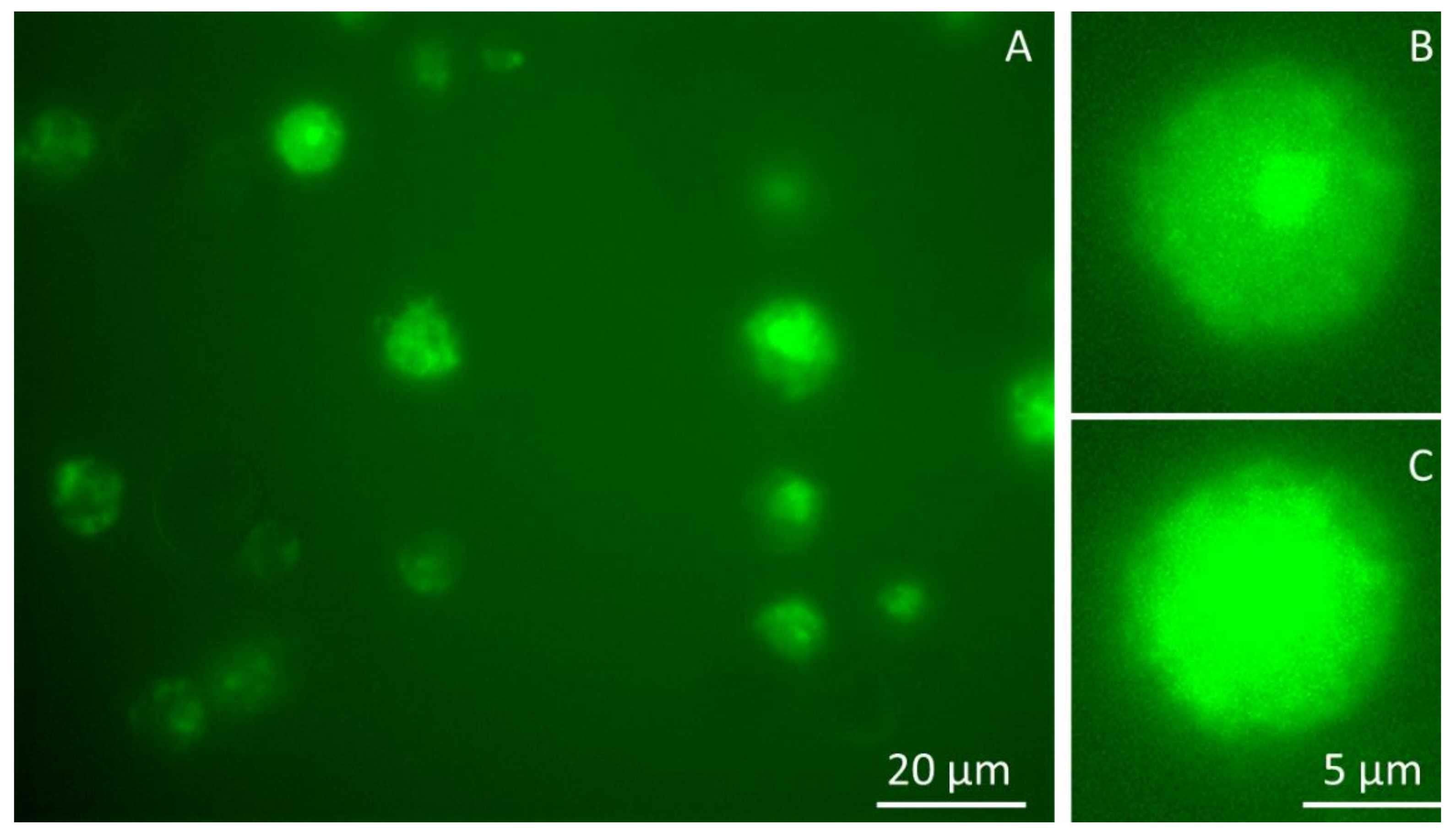 Molecules 26 04340 g004 550