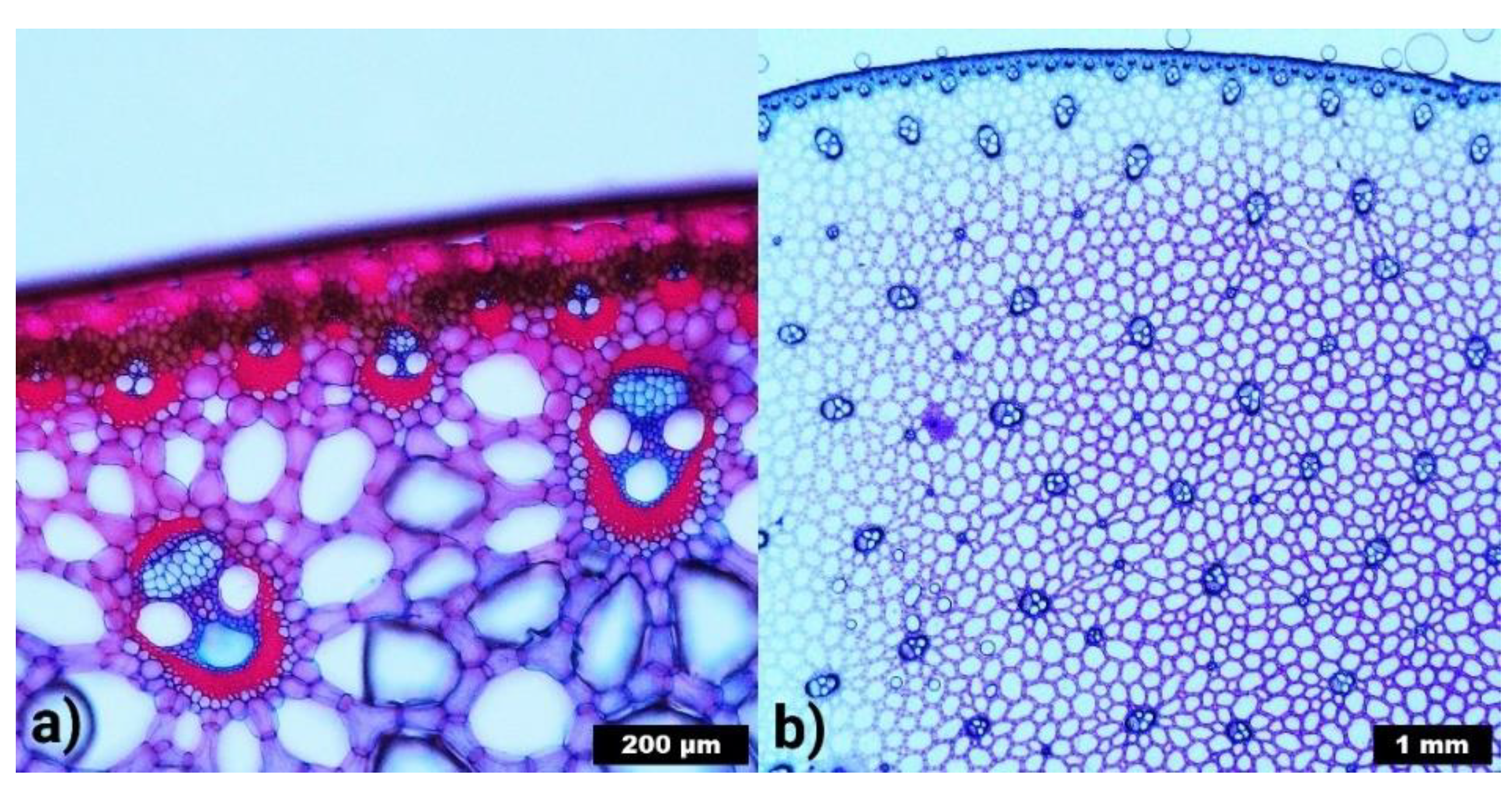 Molecules 26 04384 g004 Molecules 26 04384 g004