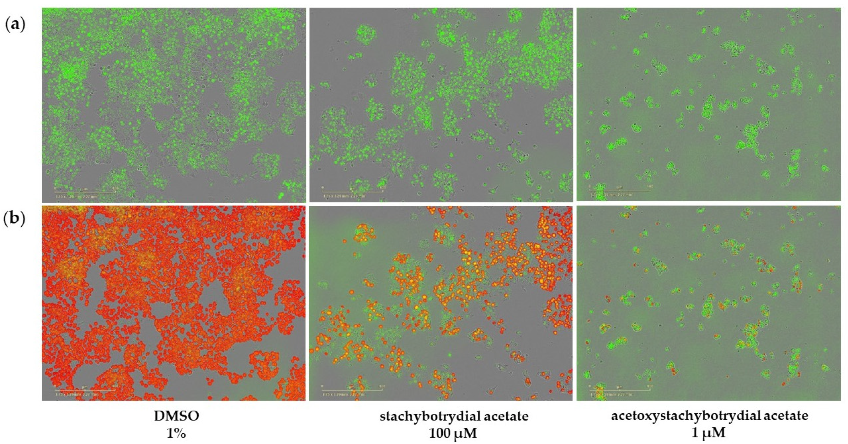 Molecules 26 04453 g006