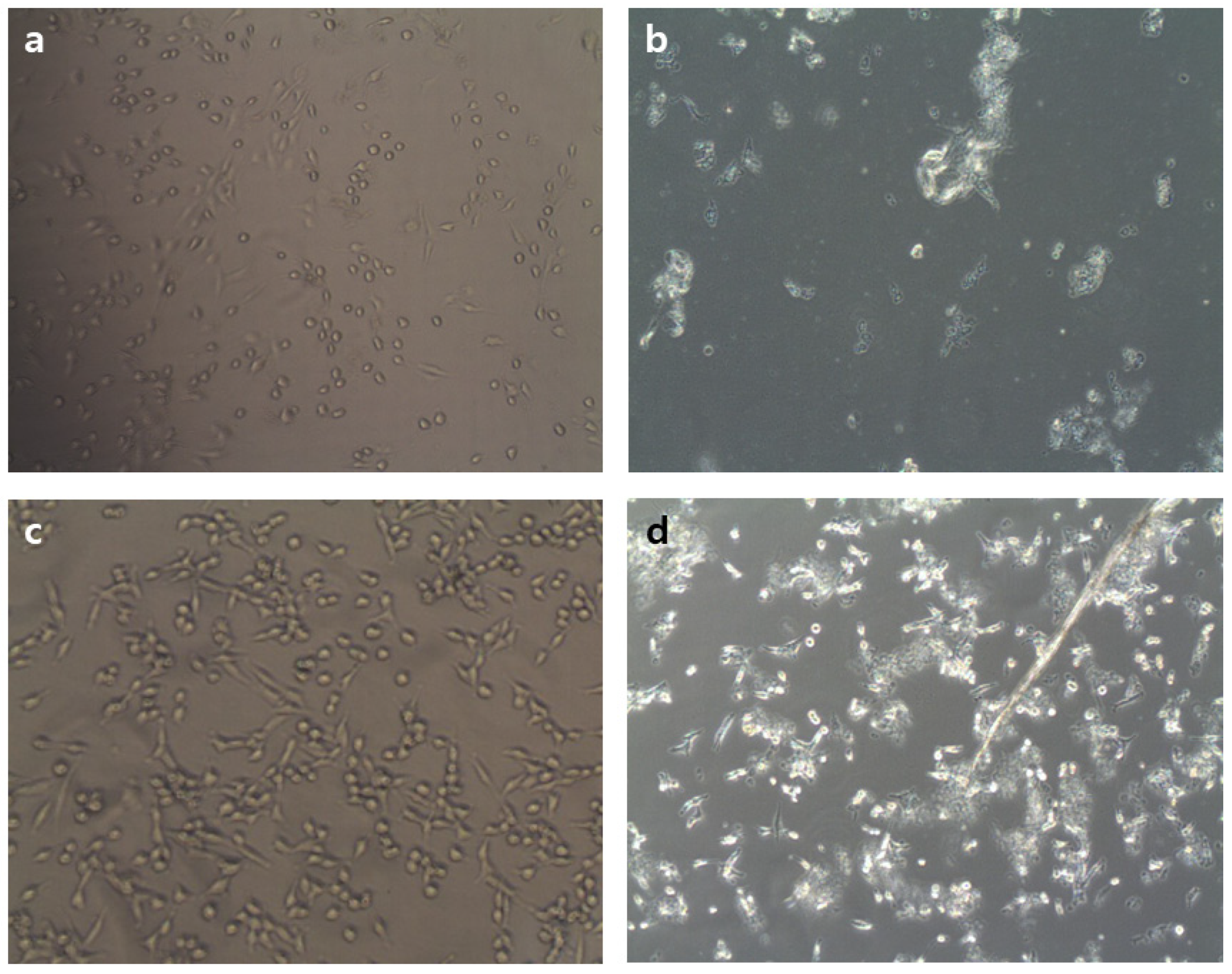 Molecules 26 04478 g007 550
