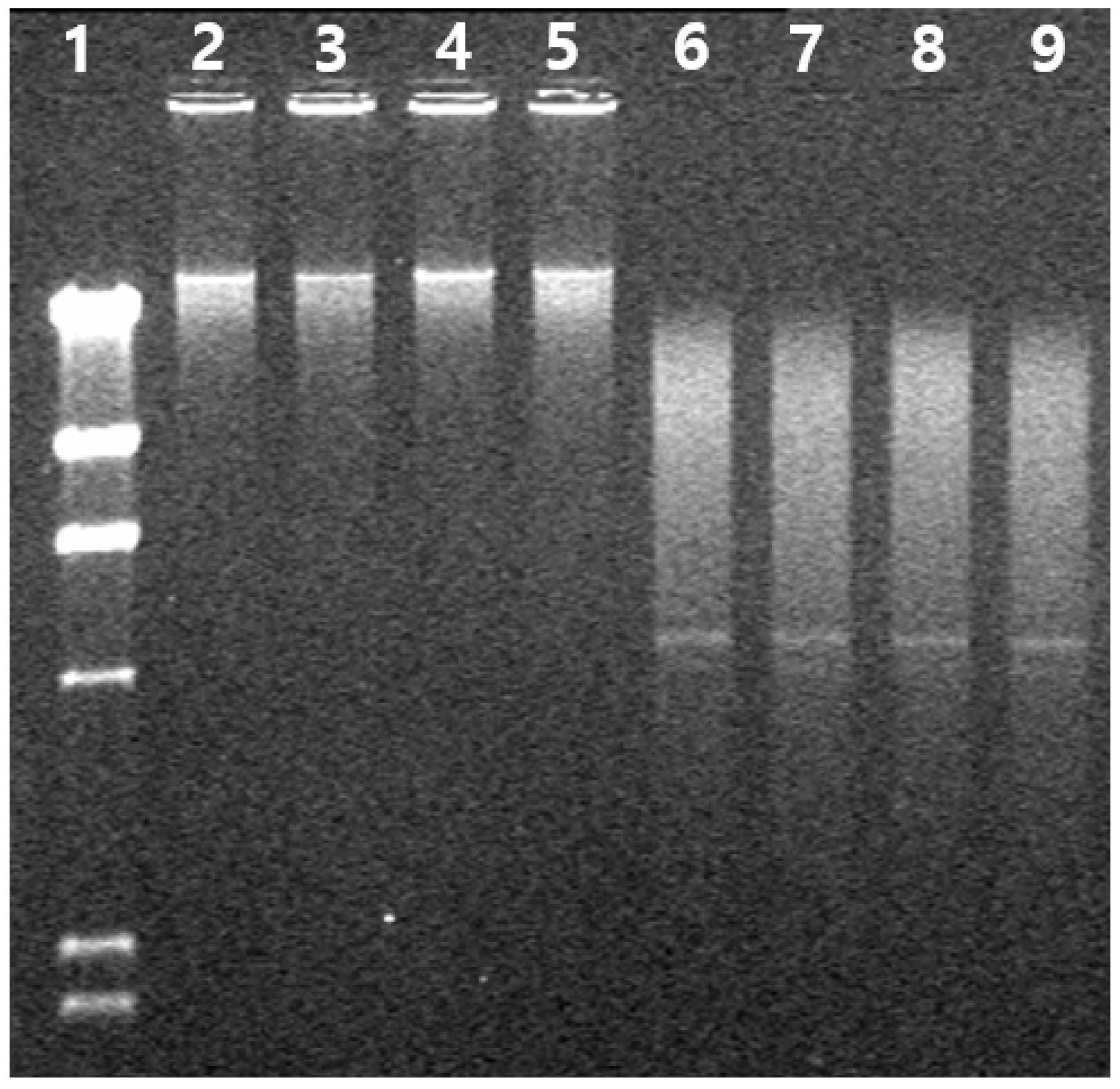 Molecules 26 04478 g008 550
