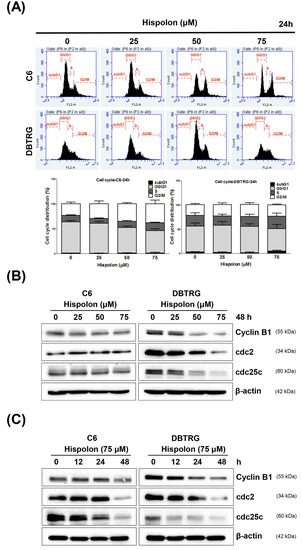 Hispolon Induces Apoptosis, Suppresses Migration and Invasion of ...