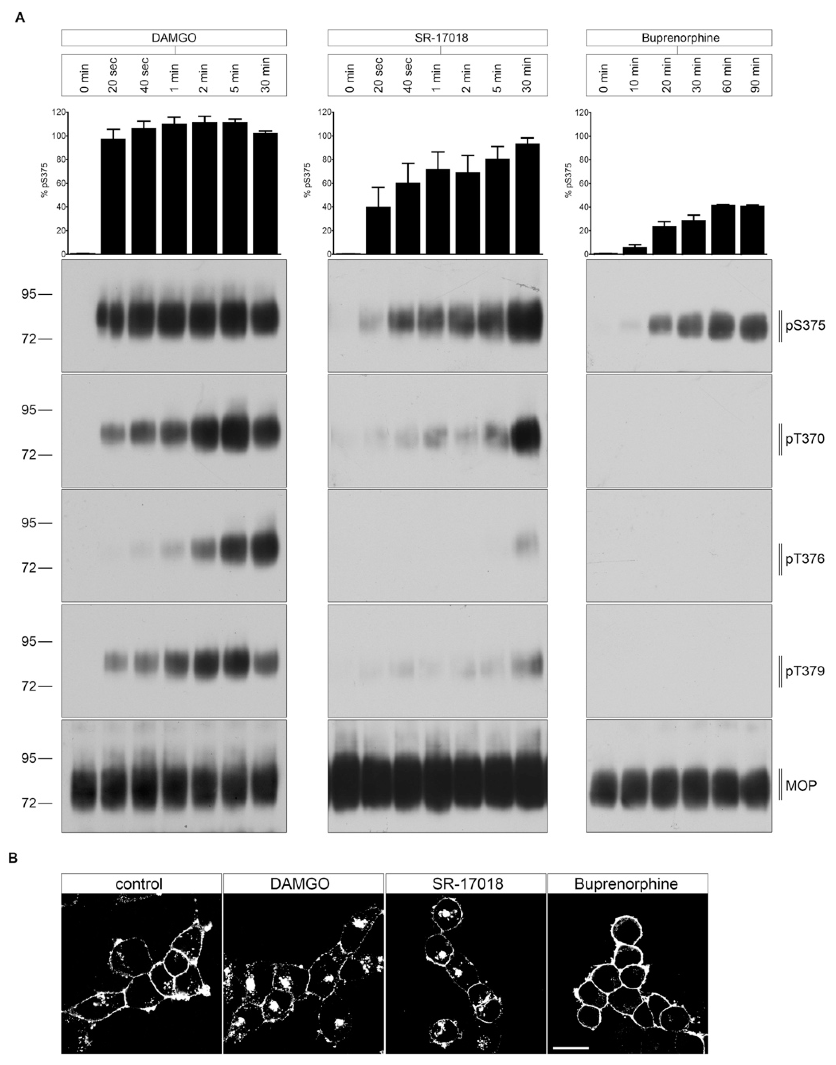 Molecules 26 04509 g003 550