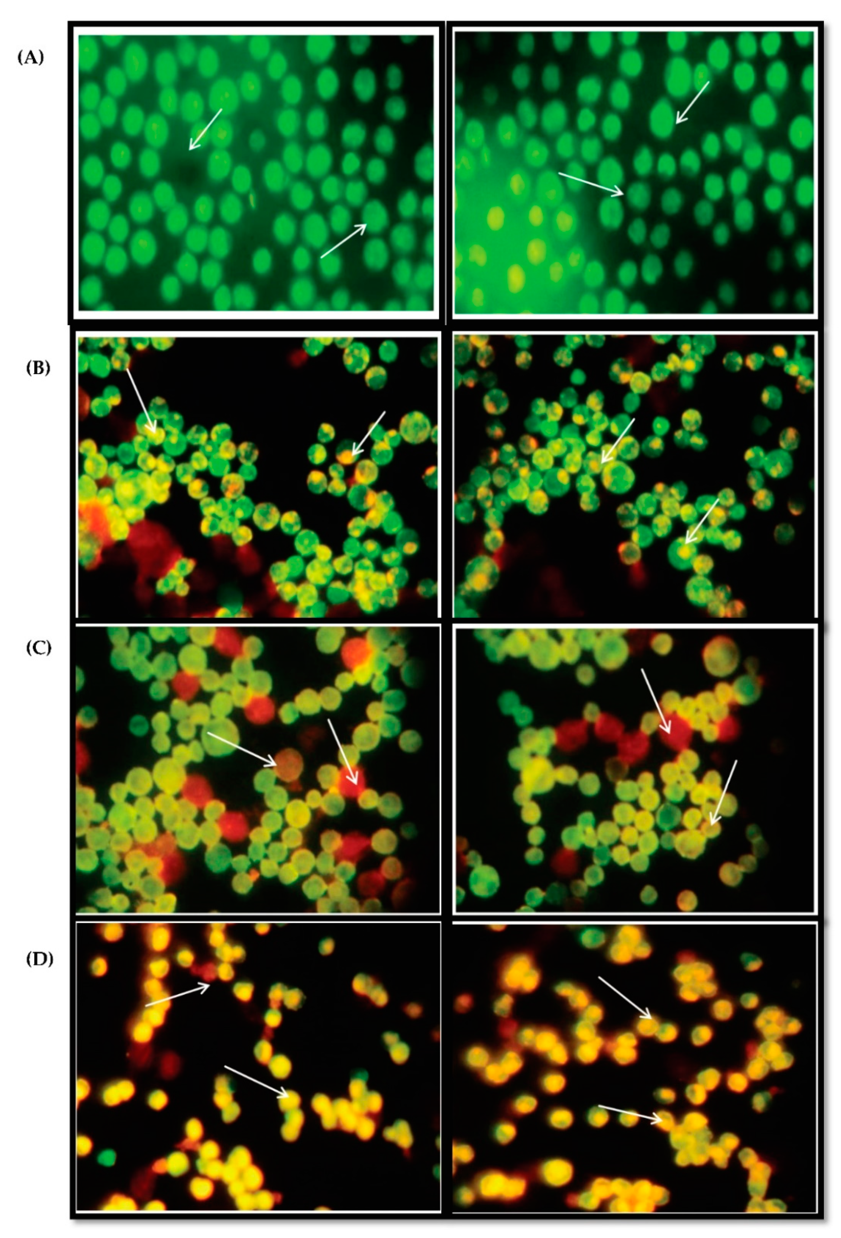 Molecules 26 04593 g008