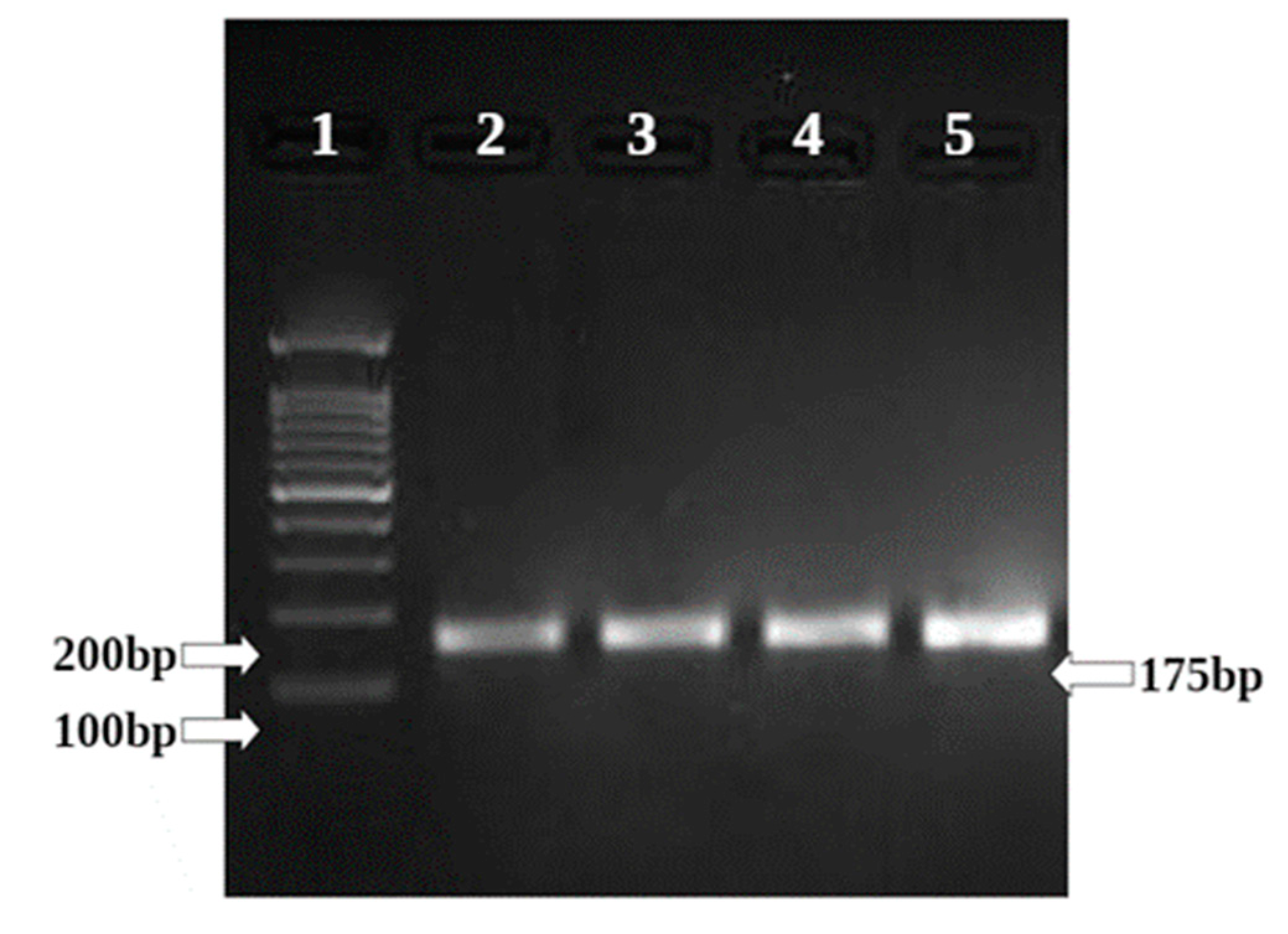Molecules 26 04593 g013