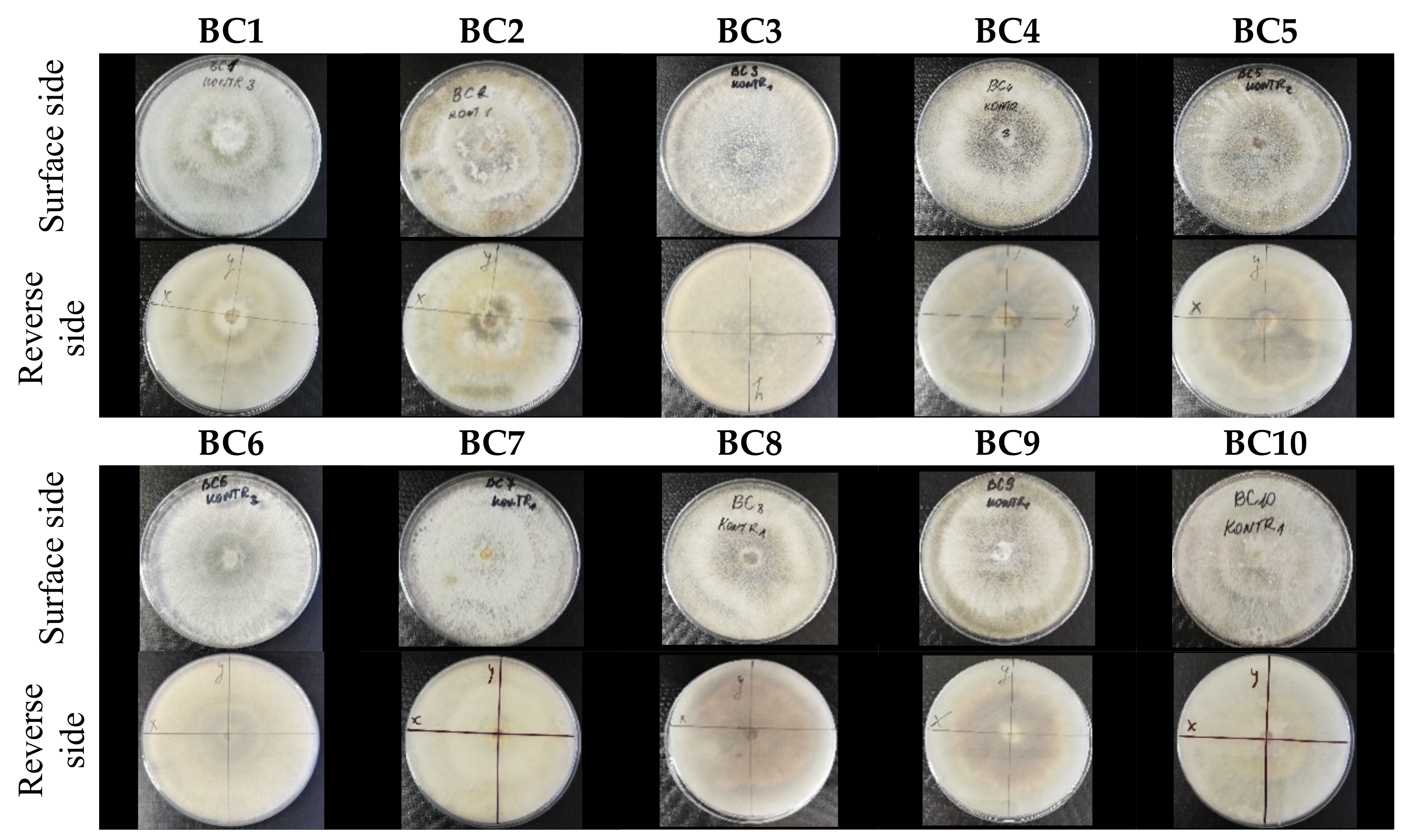 Molecules 26 04595 g002