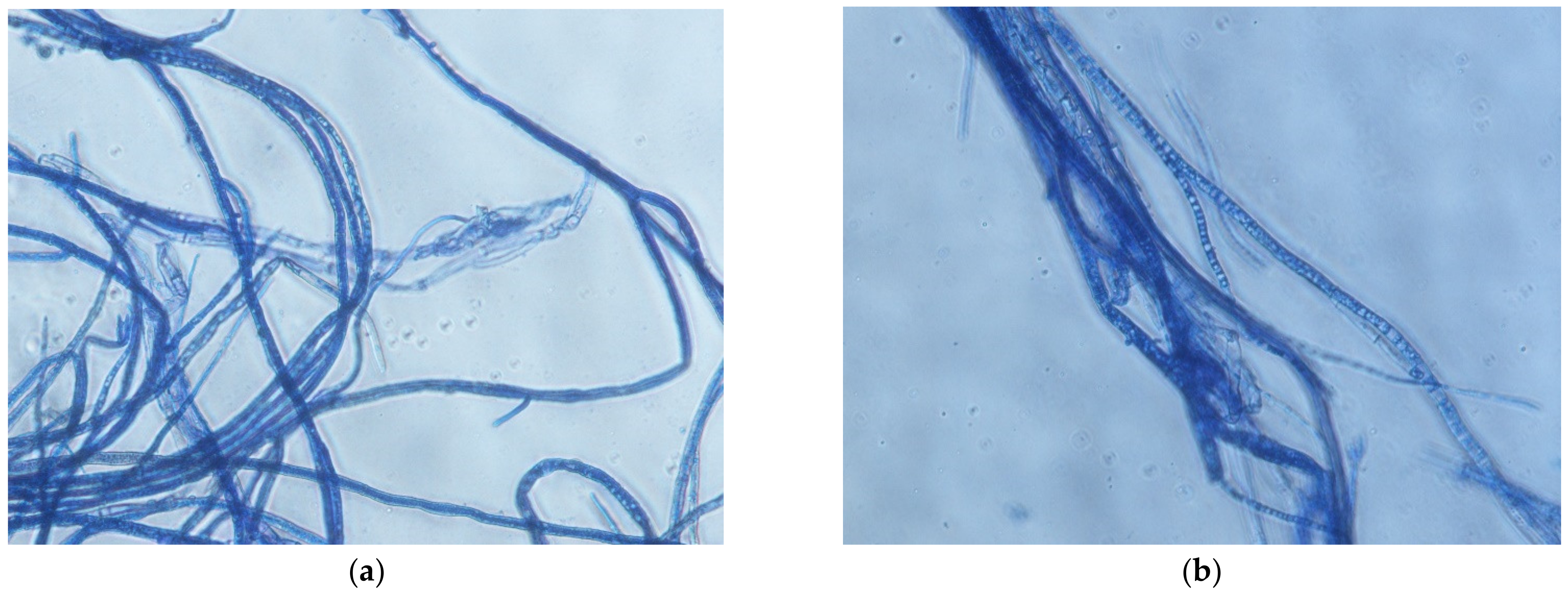 Molecules 26 04595 g003